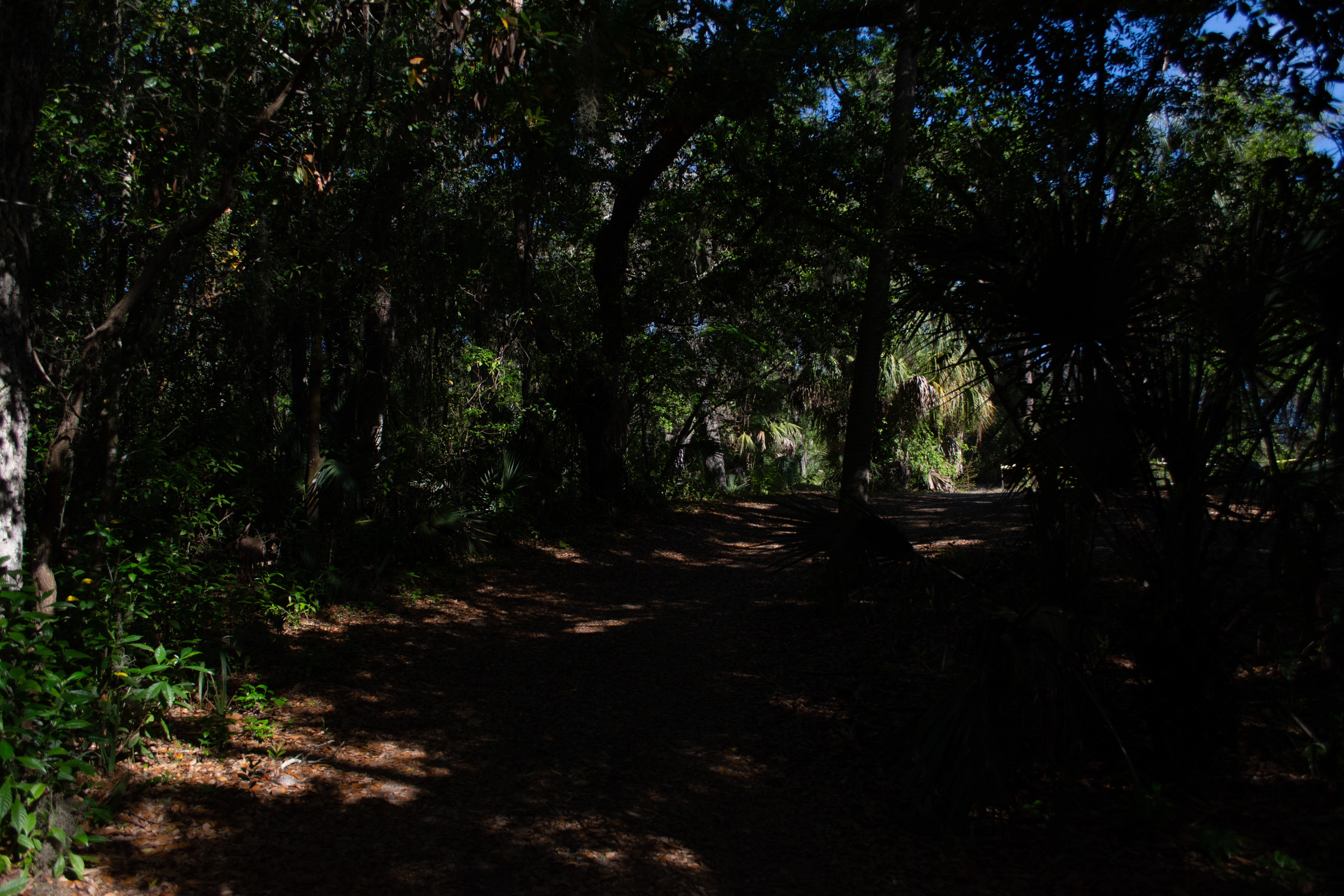 Philippe Park Safety Harbor