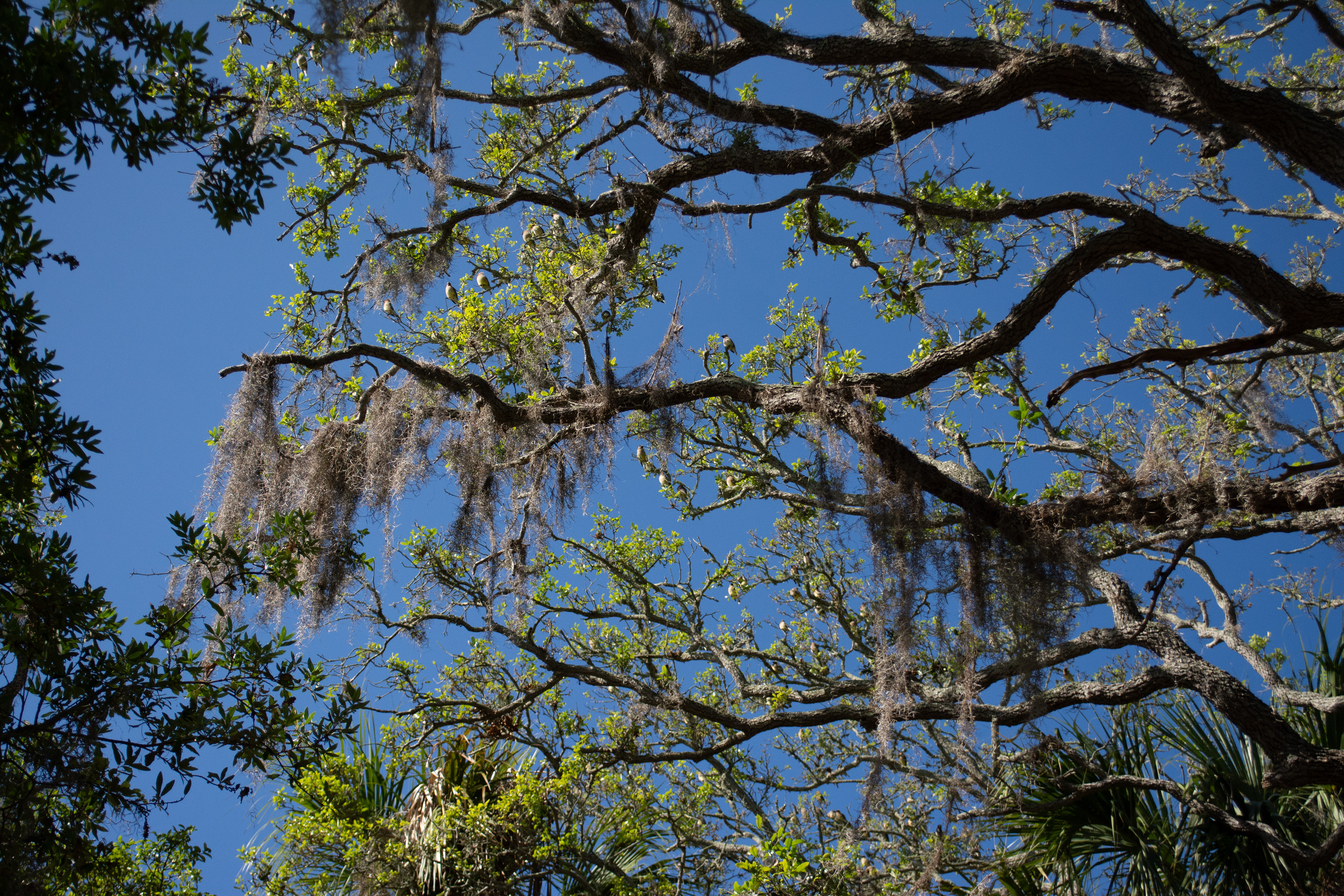 Philippe Park Safety Harbor