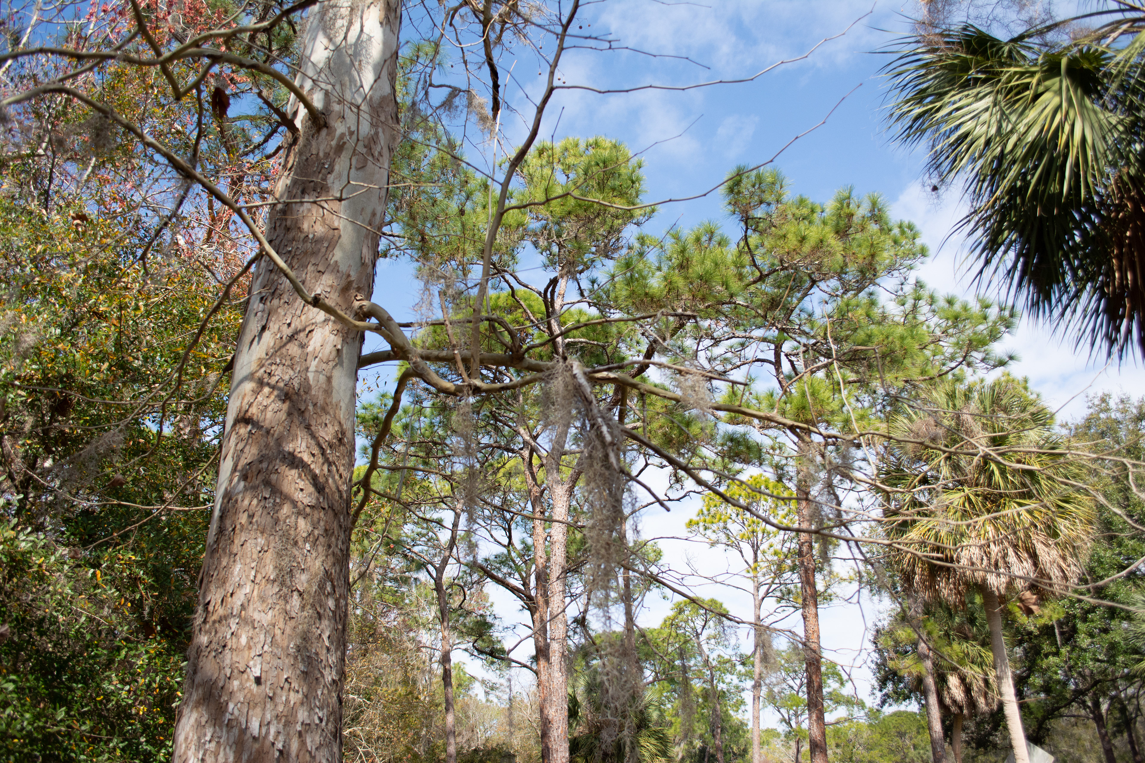 John Chesnut Sr. Park