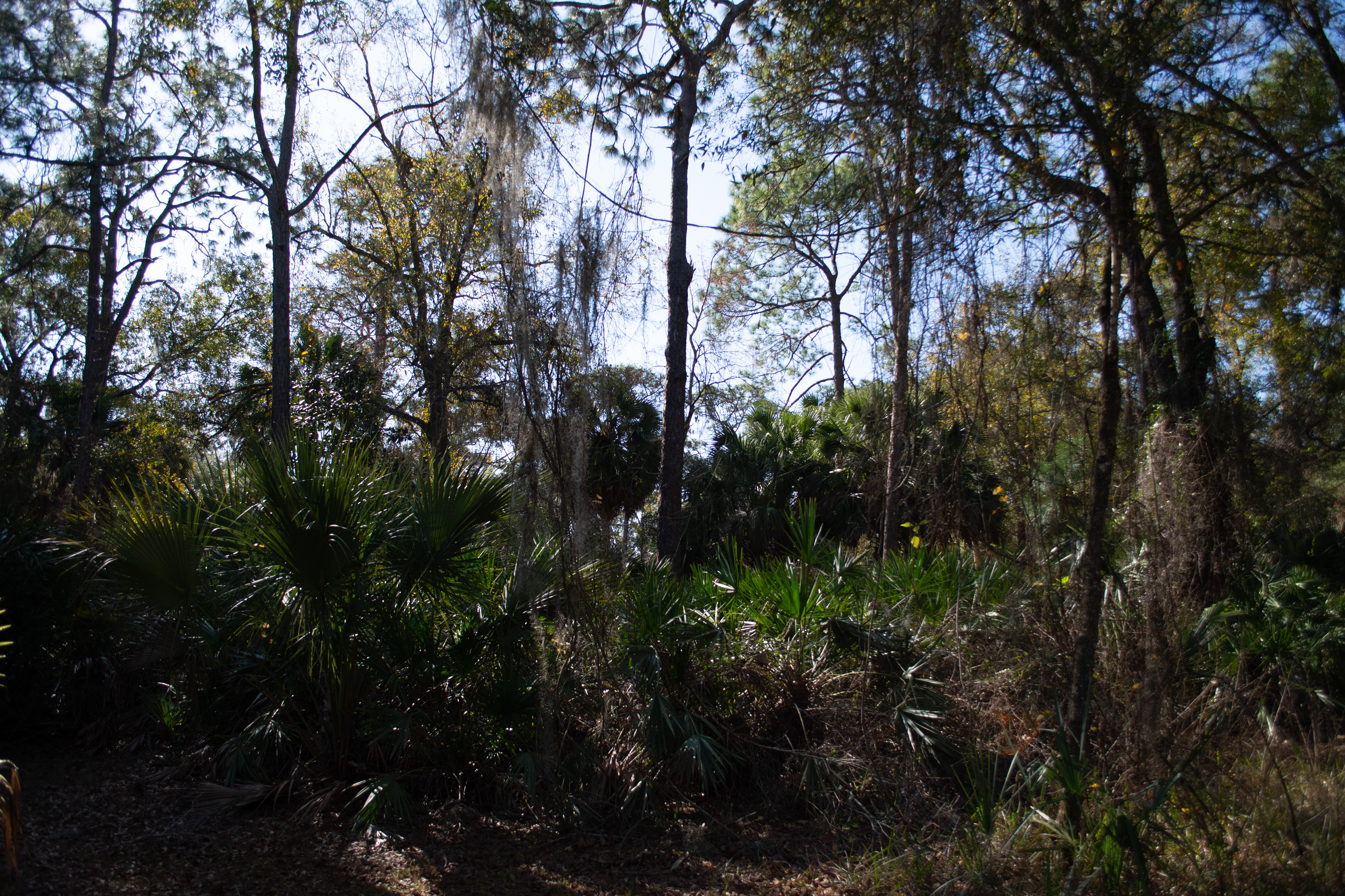 John Chesnut Sr. Park