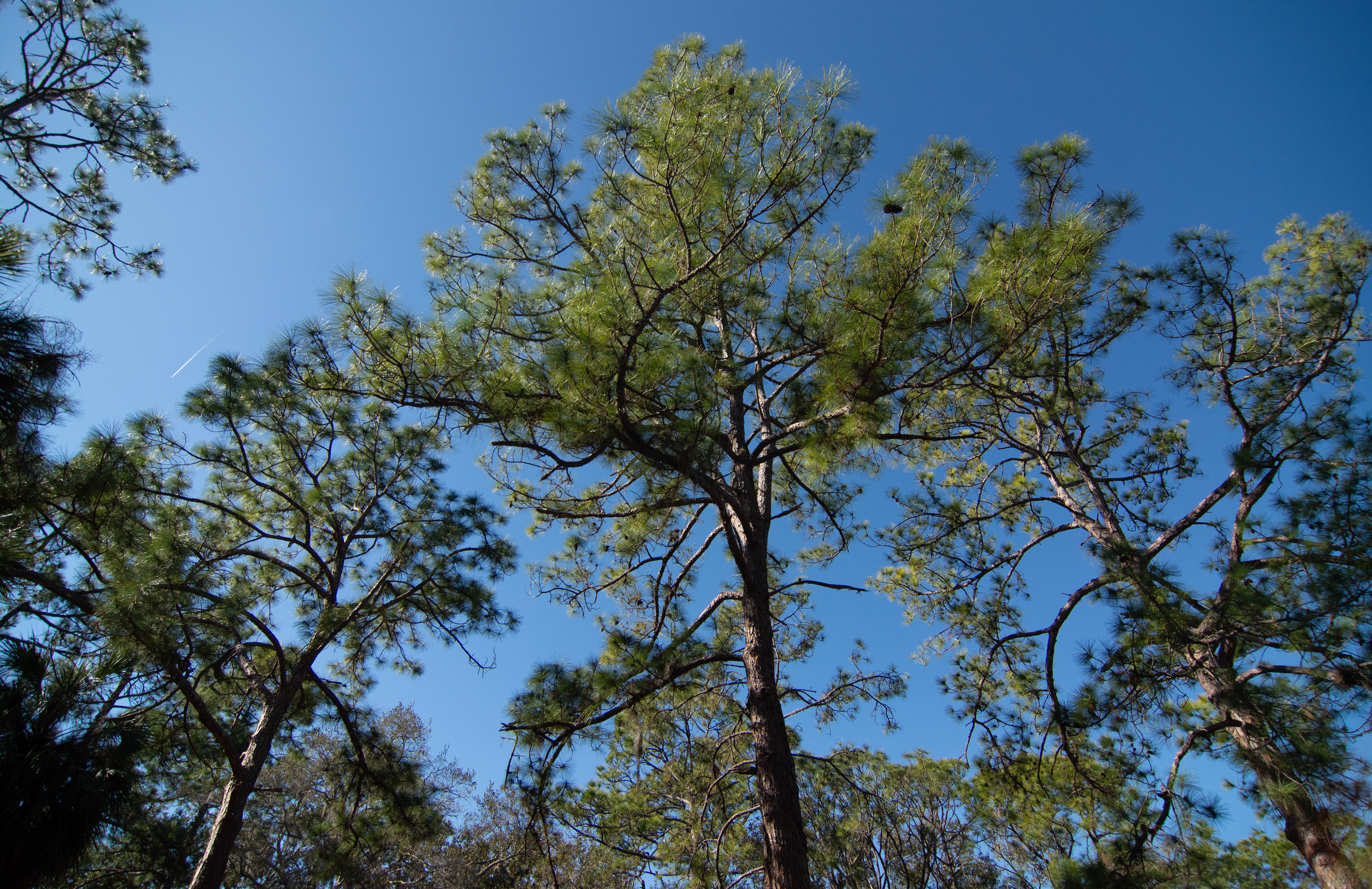 John Chesnut Sr. Park