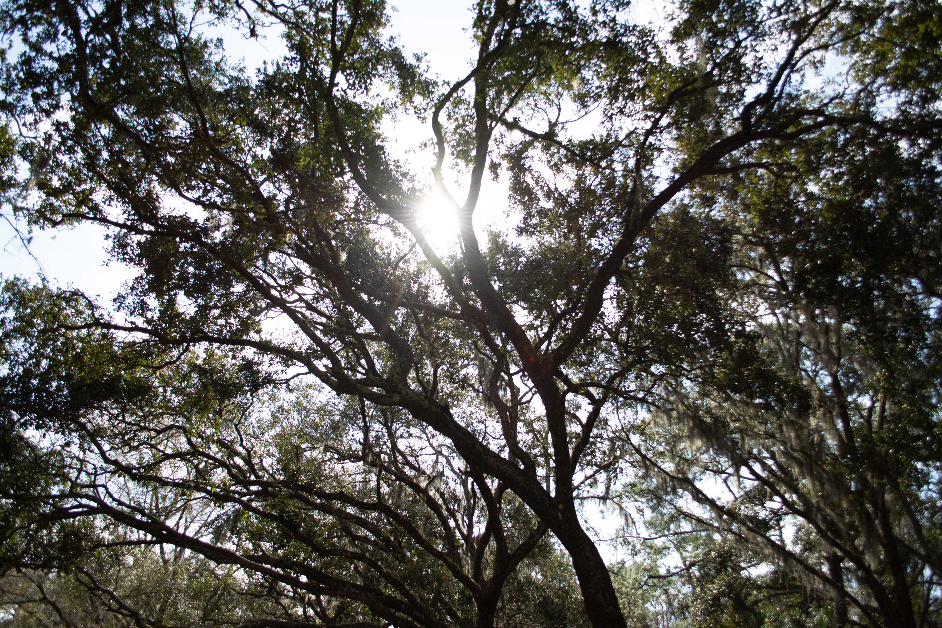 John Chesnut Sr. Park