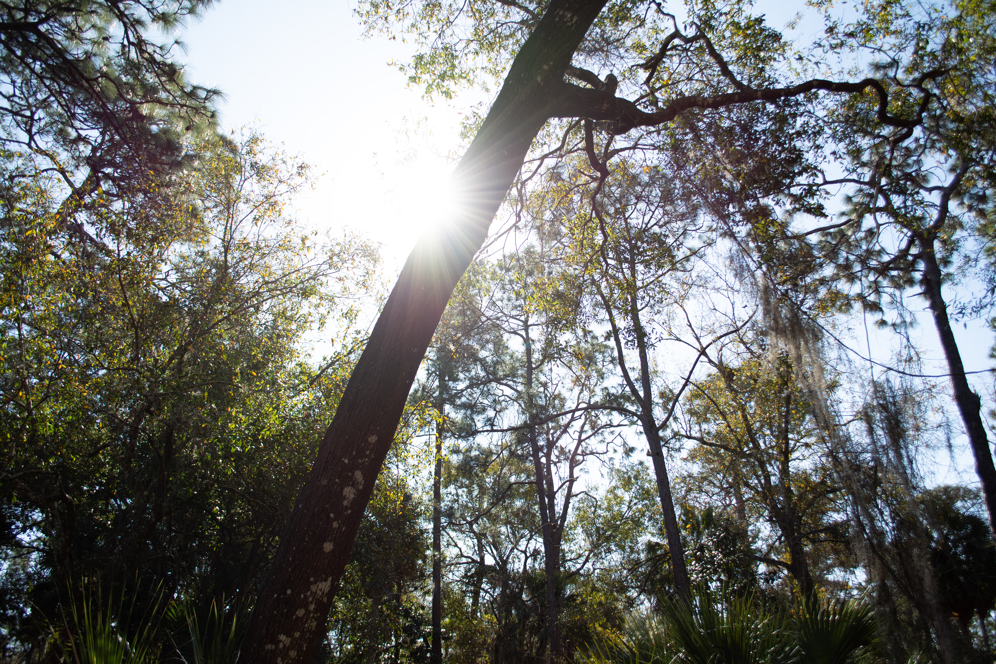 John Chesnut Sr. Park