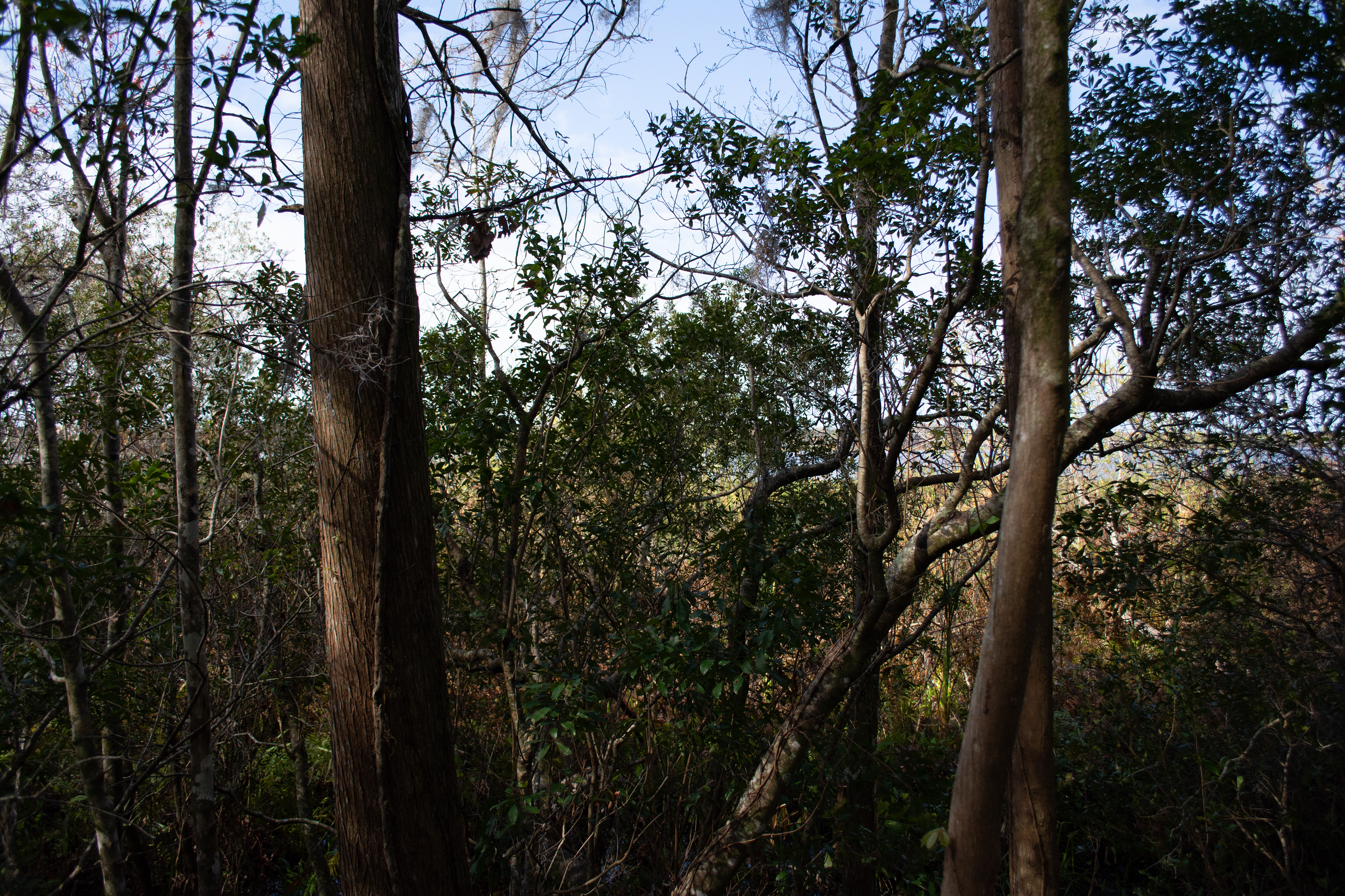 John Chesnut Sr. Park