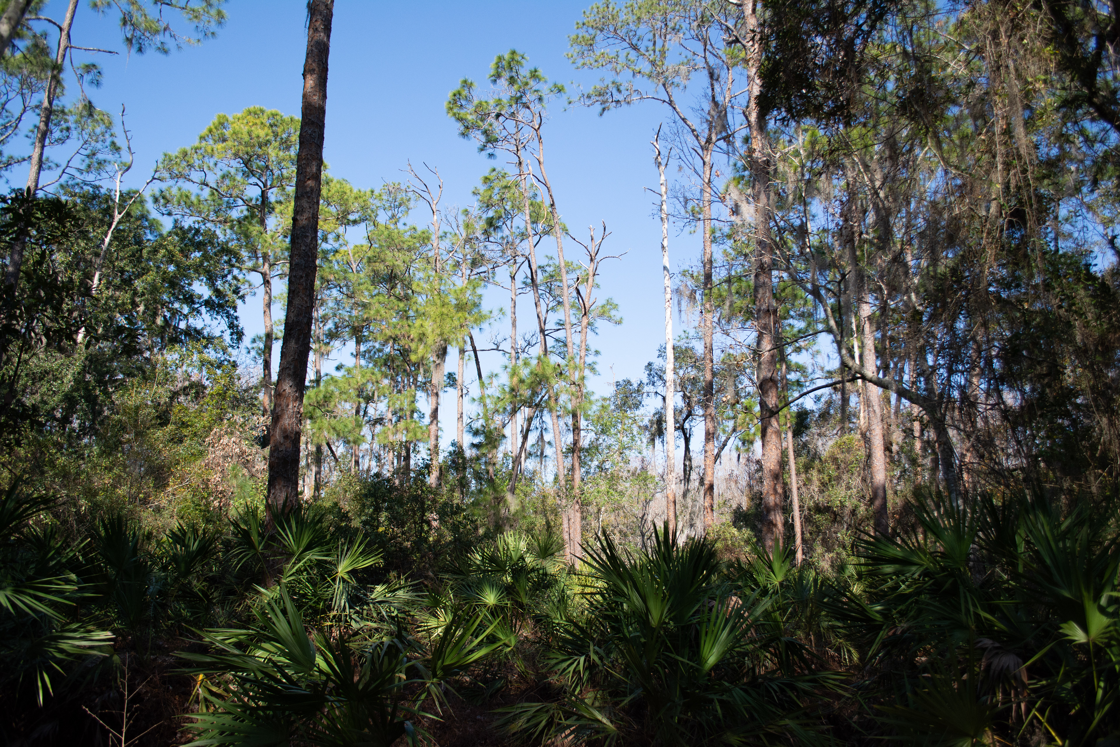 John Chesnut Sr. Park