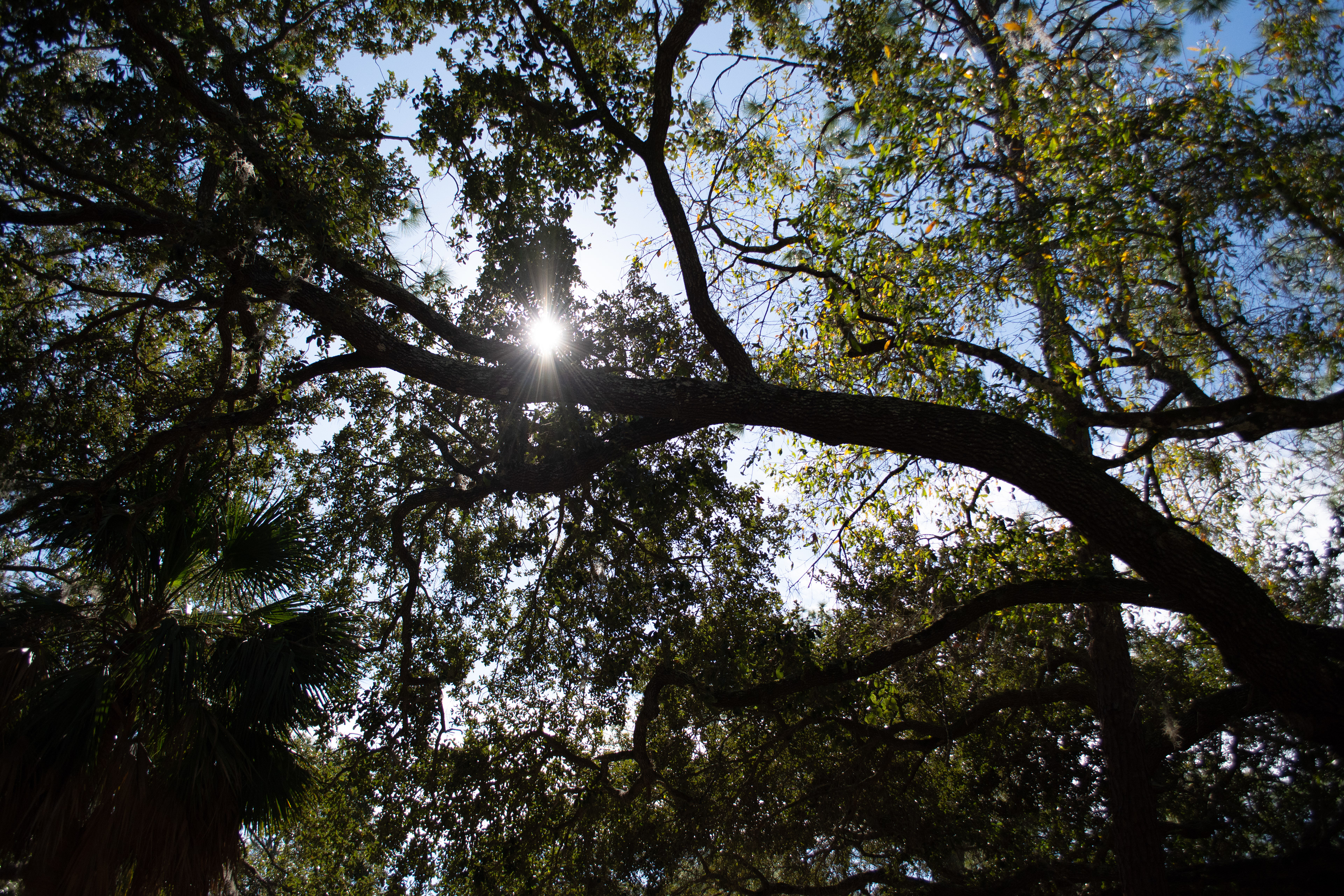 John Chesnut Sr. Park