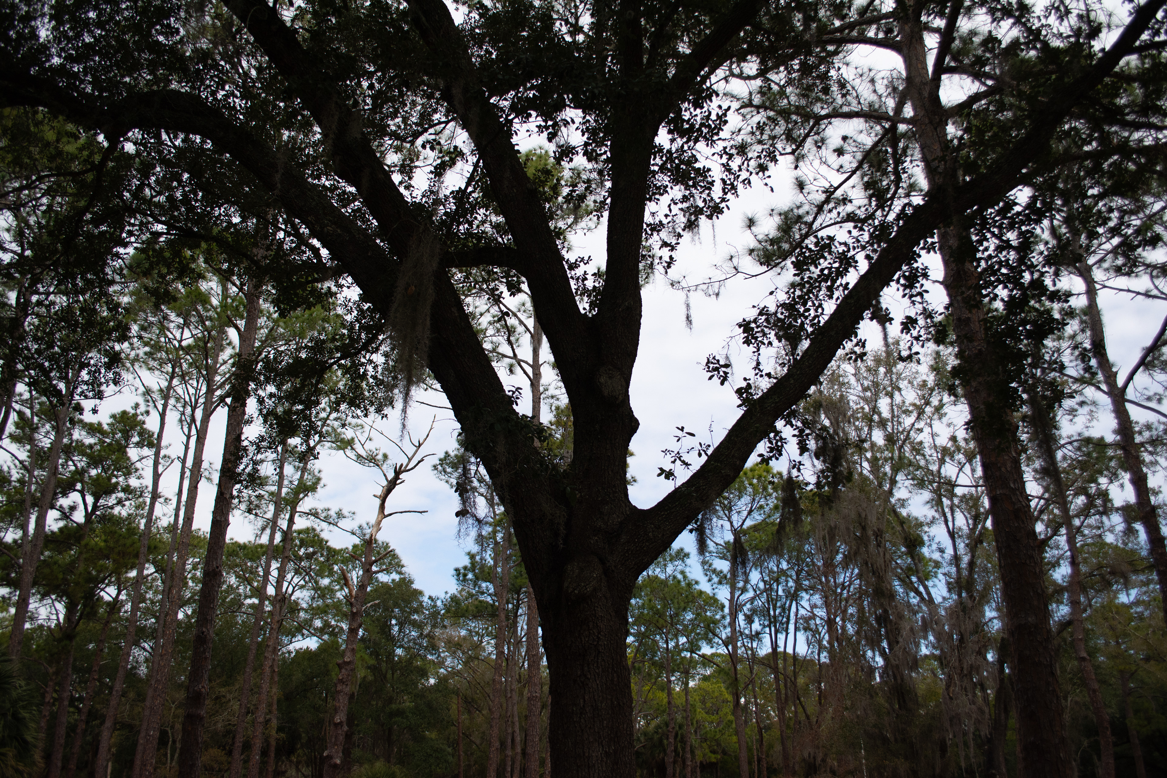 John Chesnut Sr. Park