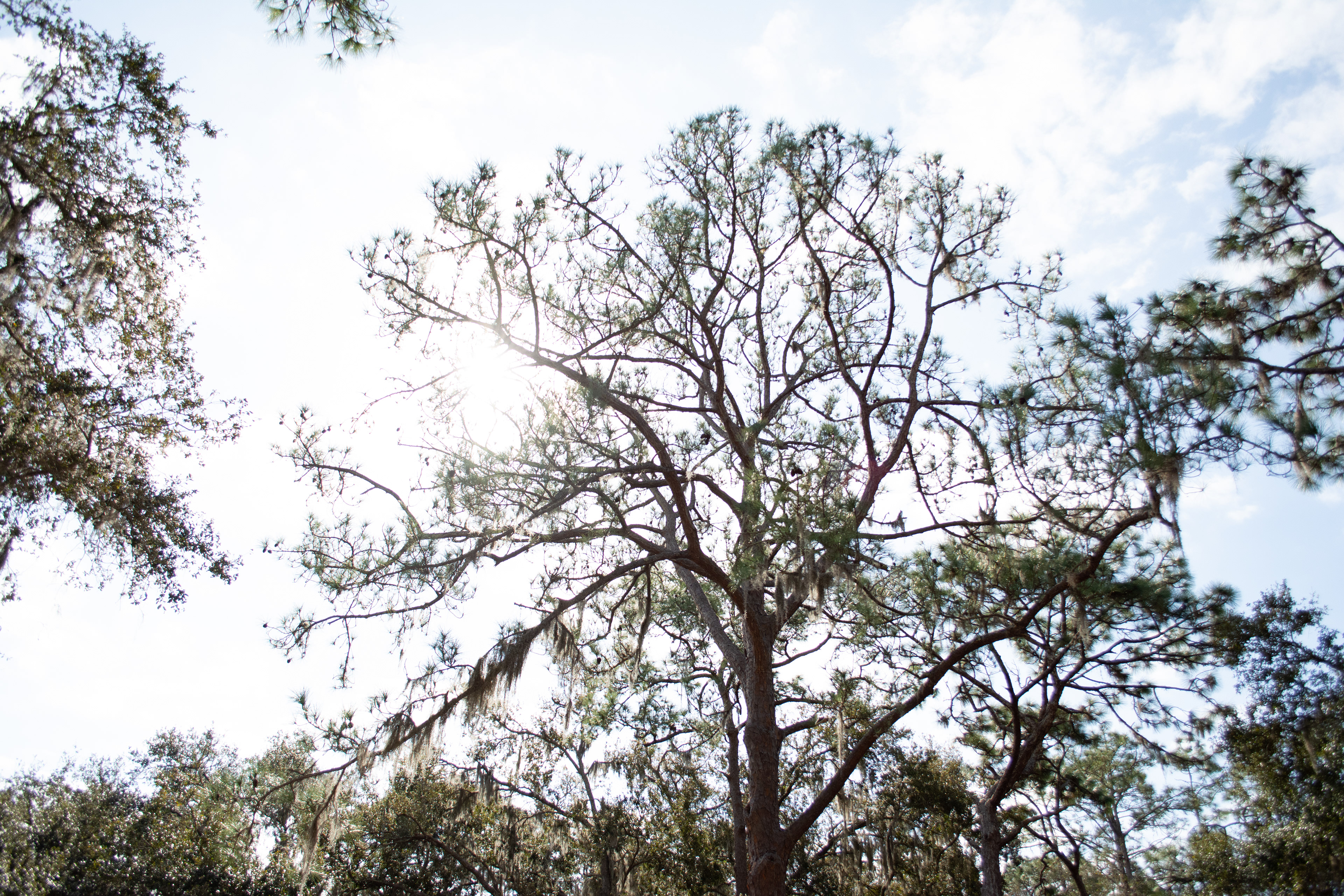 John Chesnut Sr. Park