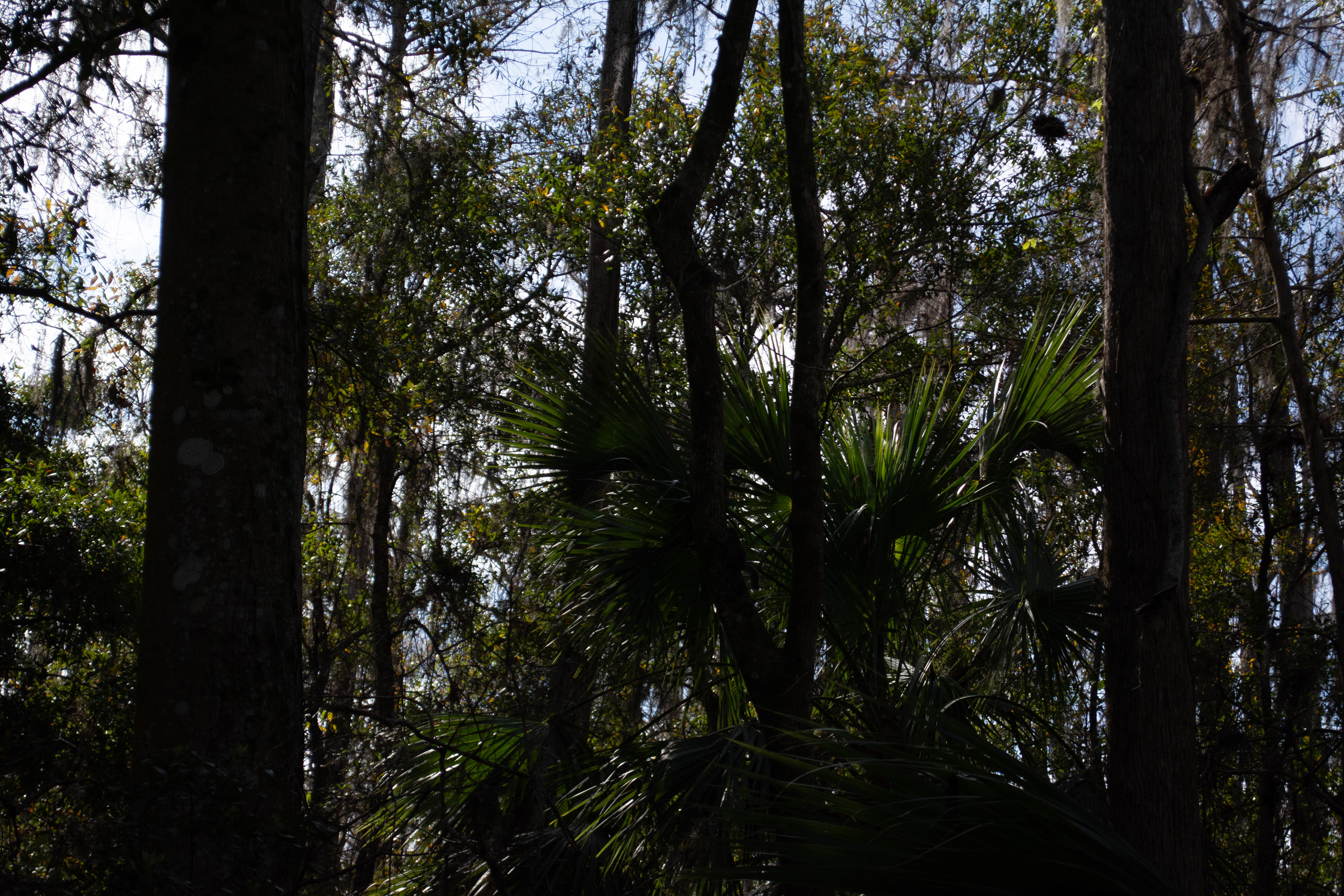 John Chesnut Sr. Park
