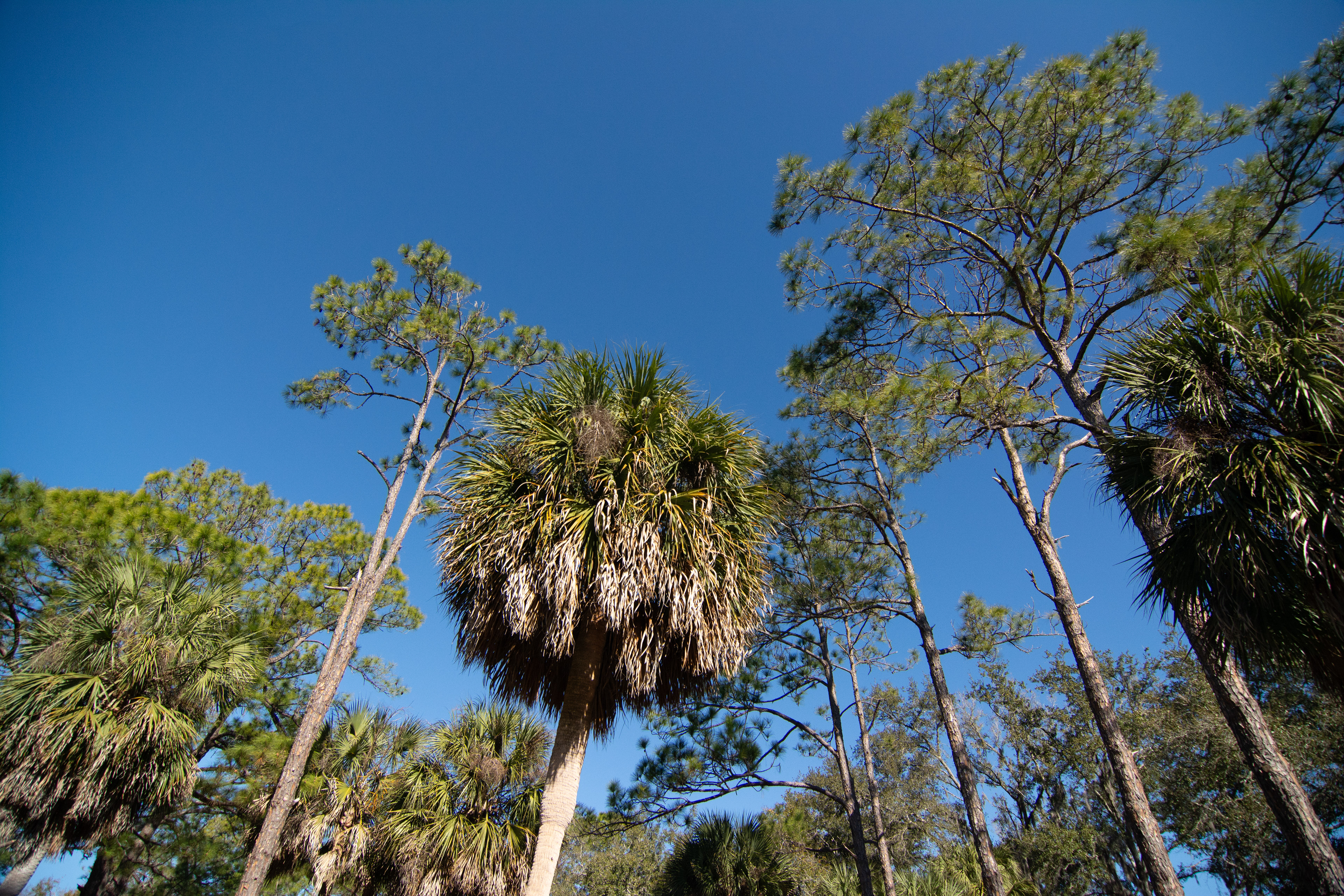 John Chesnut Sr. Park