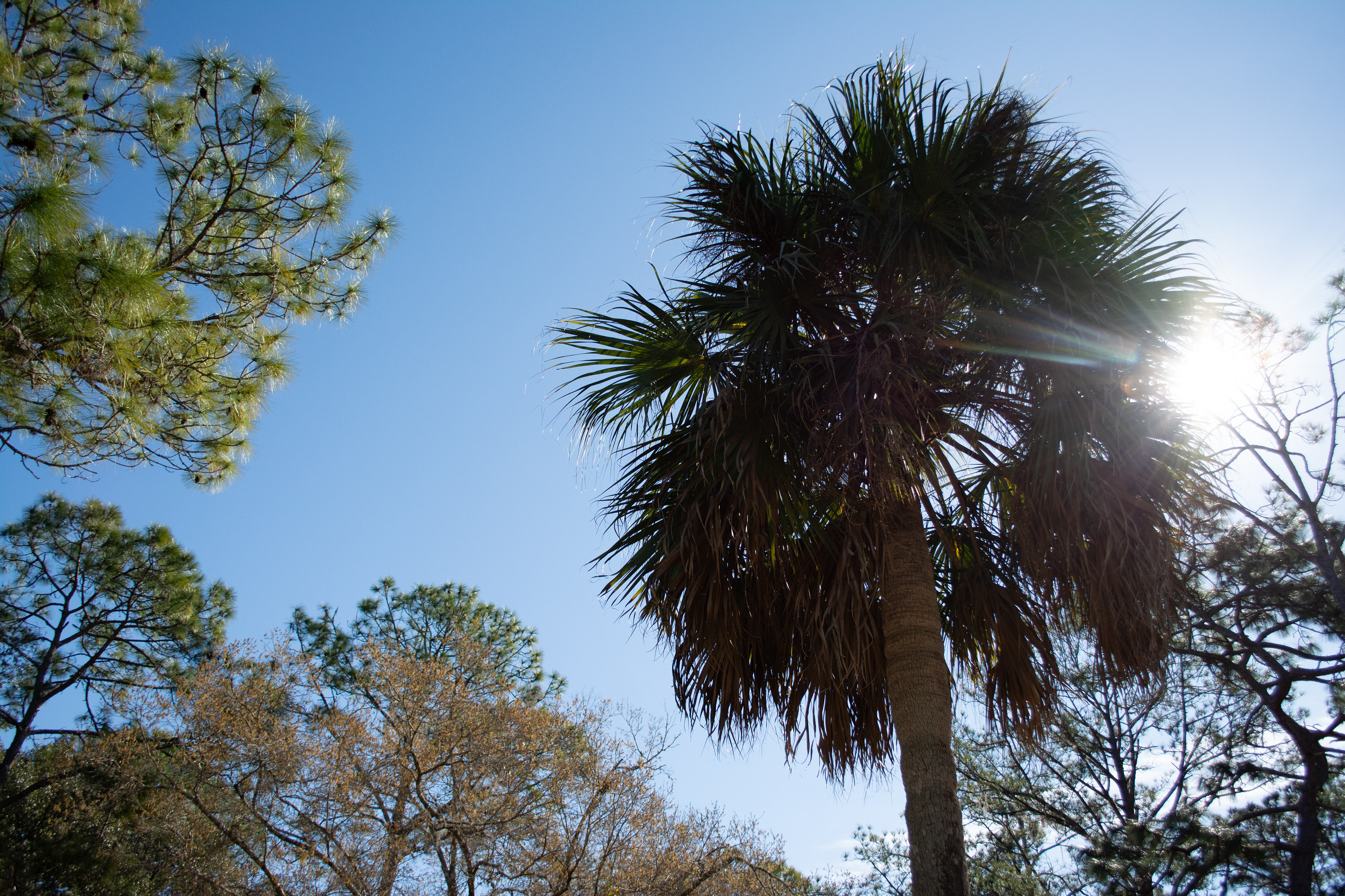 John Chesnut Sr. Park