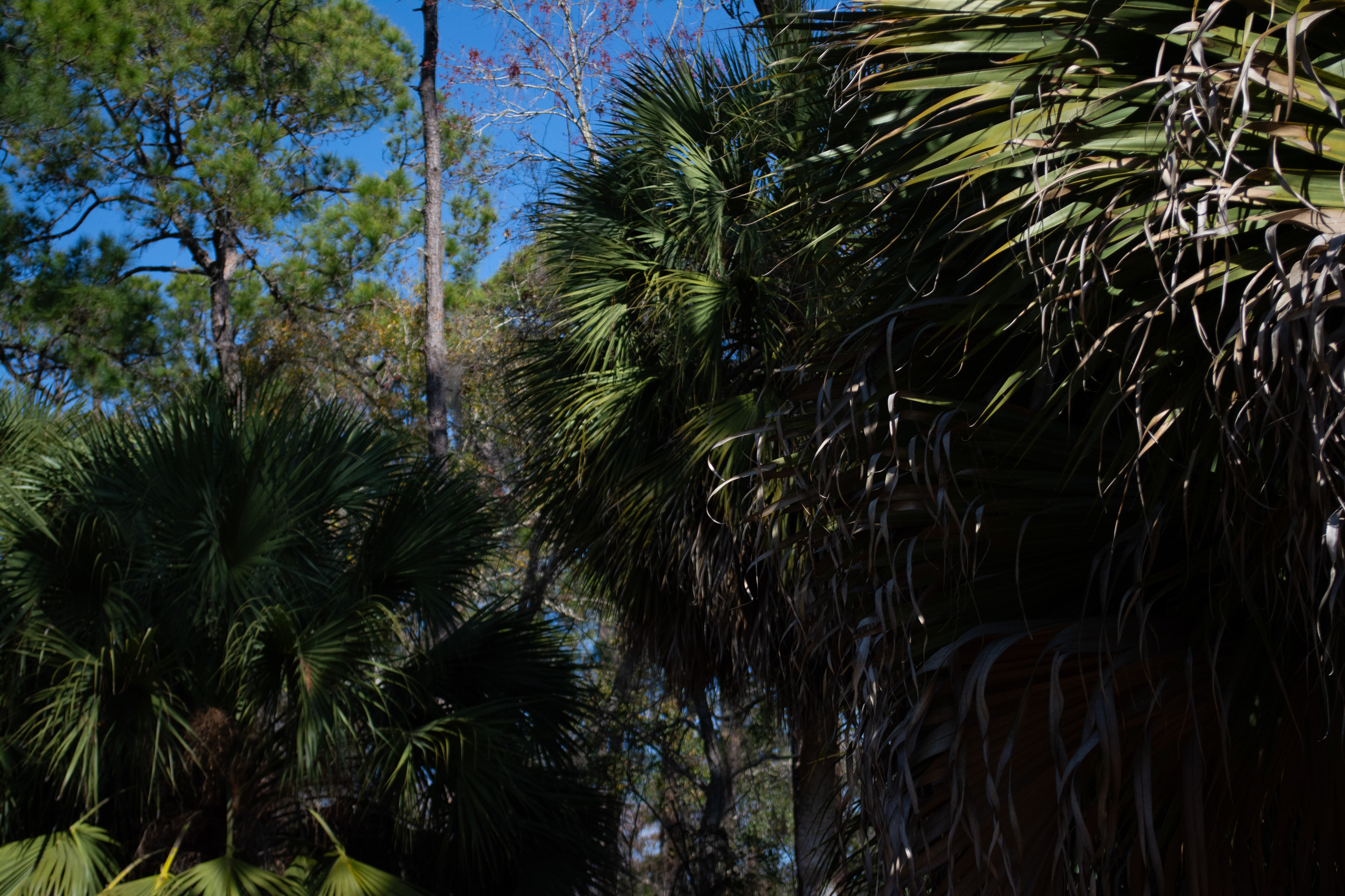 John Chesnut Sr. Park