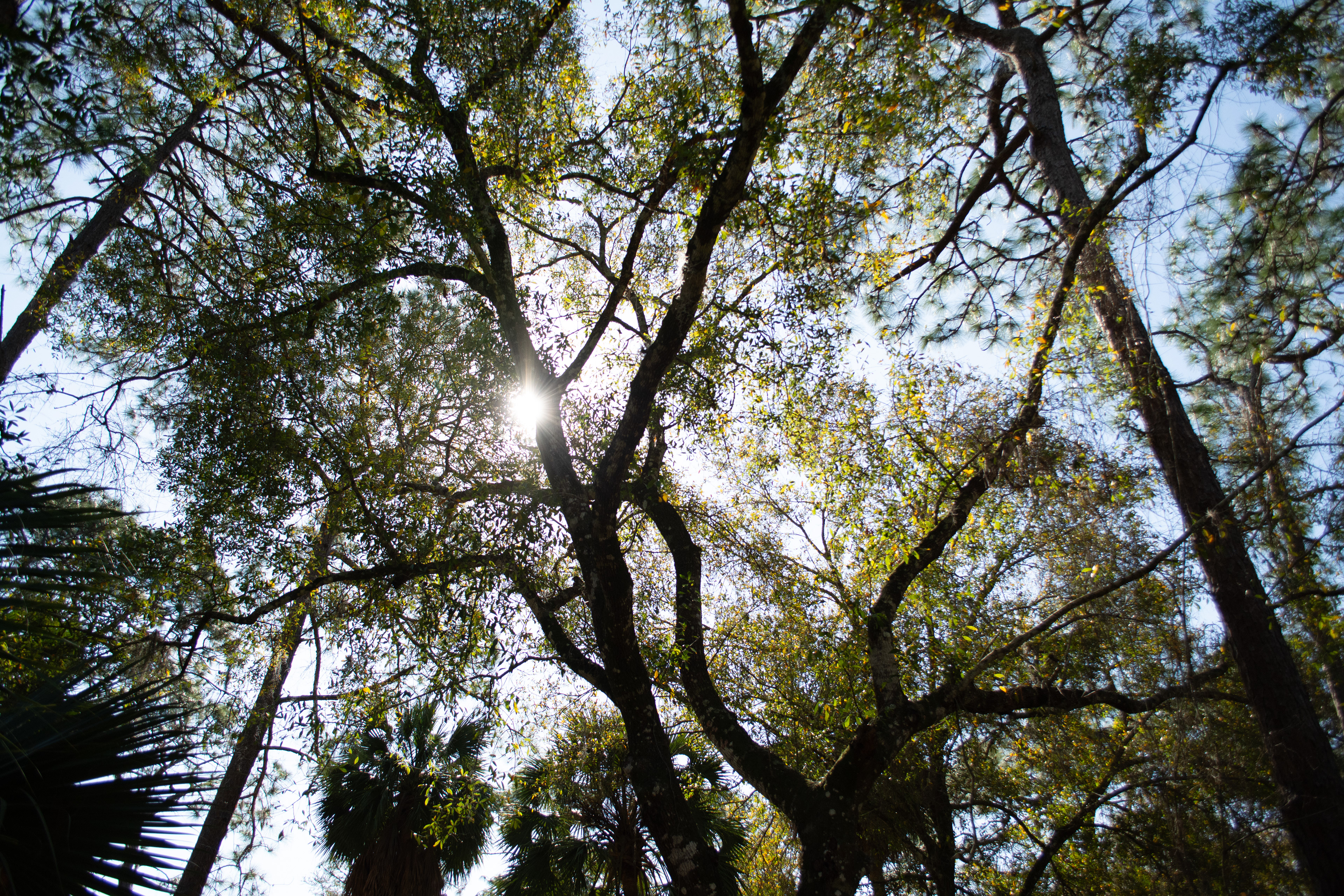 John Chesnut Sr. Park