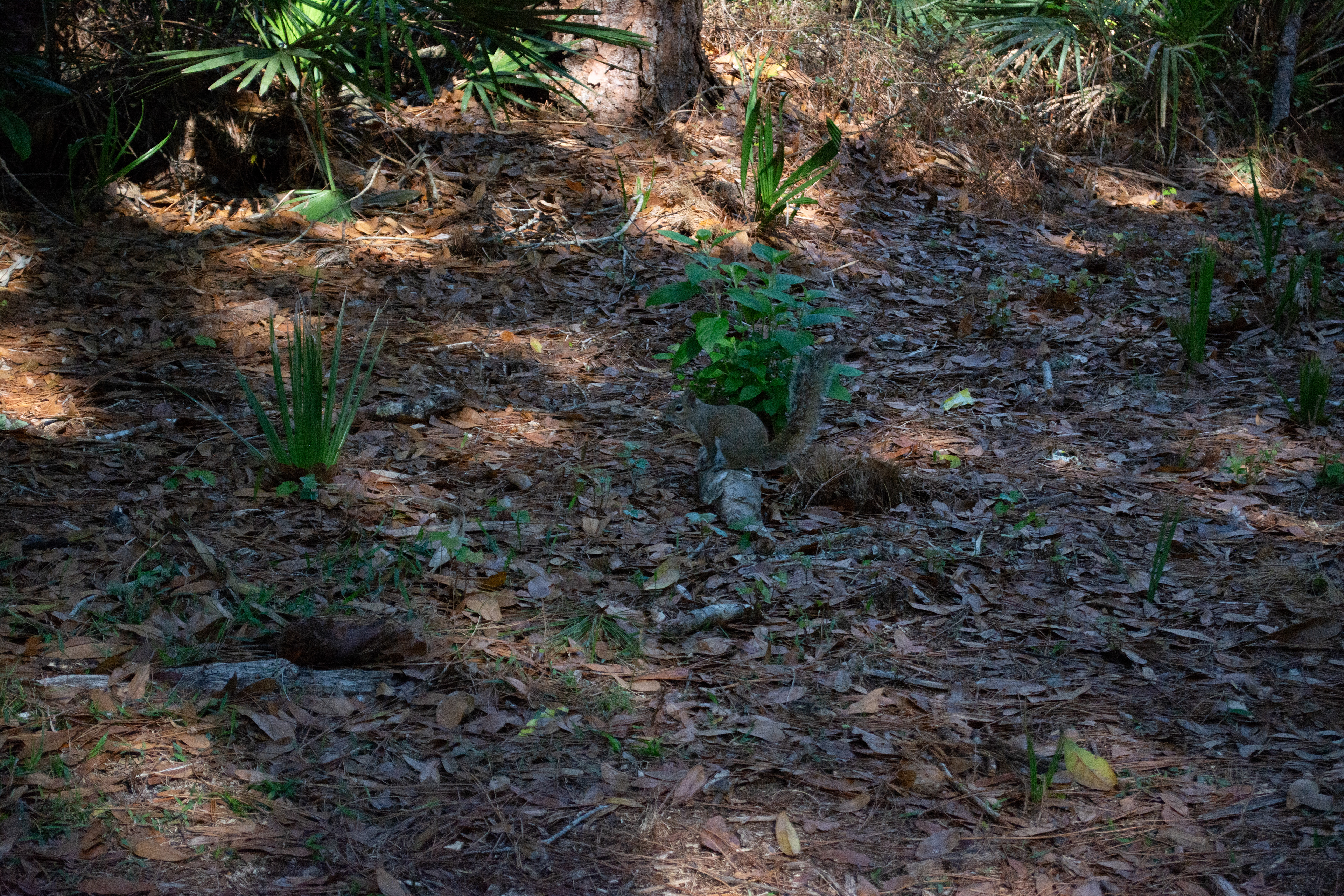 John Chesnut Sr. Park
