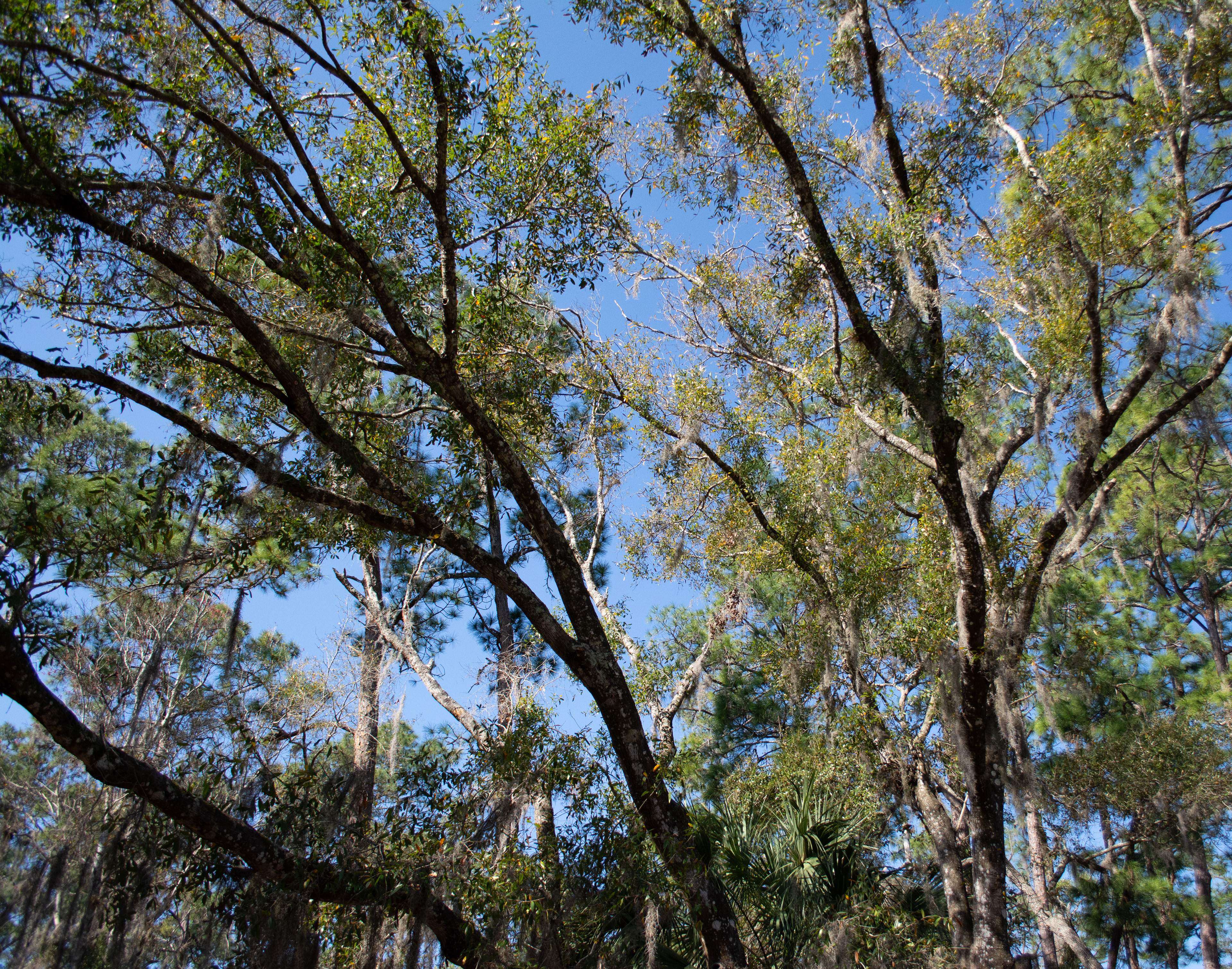 John Chesnut Sr. Park