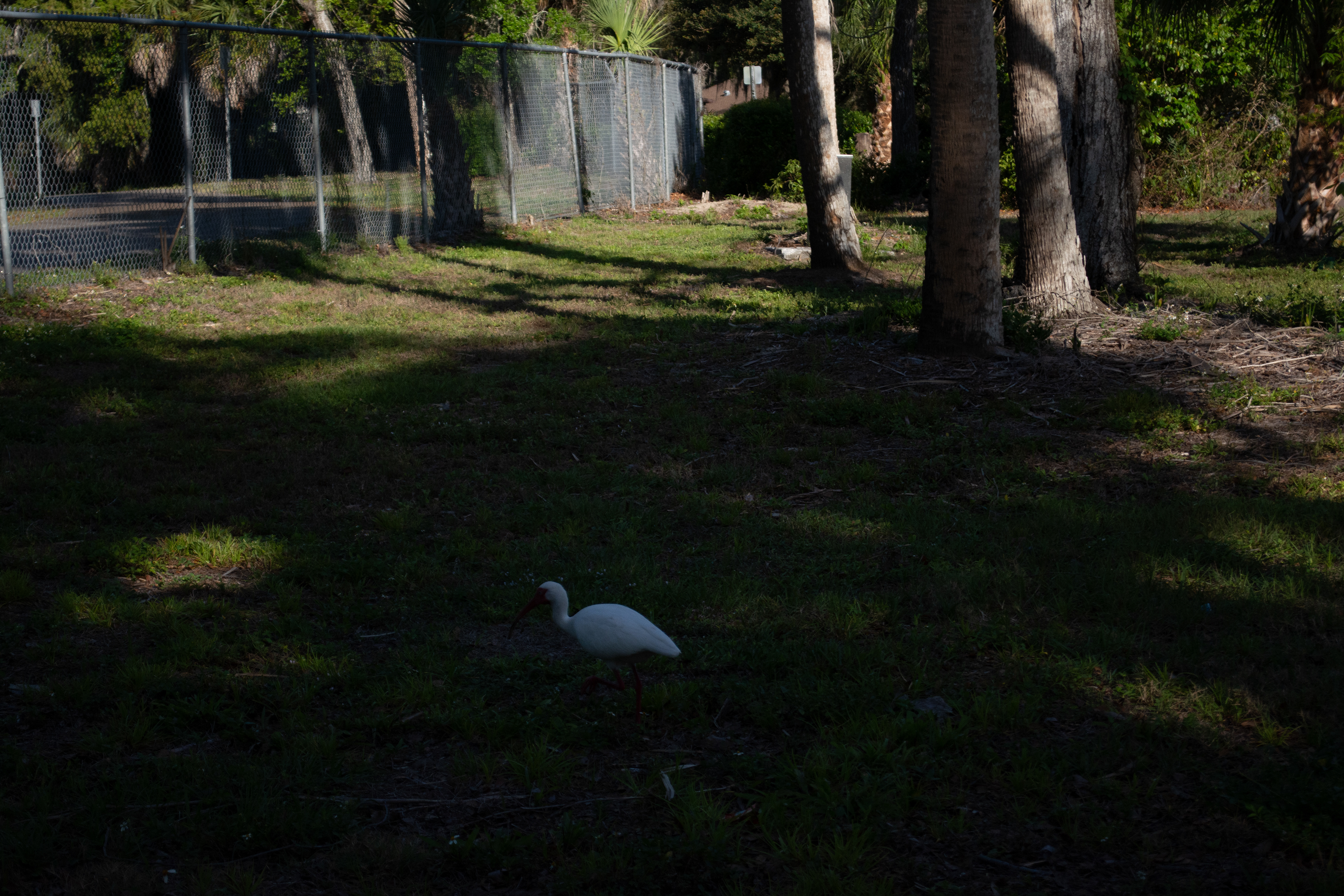 Philippe Park Safety Harbor