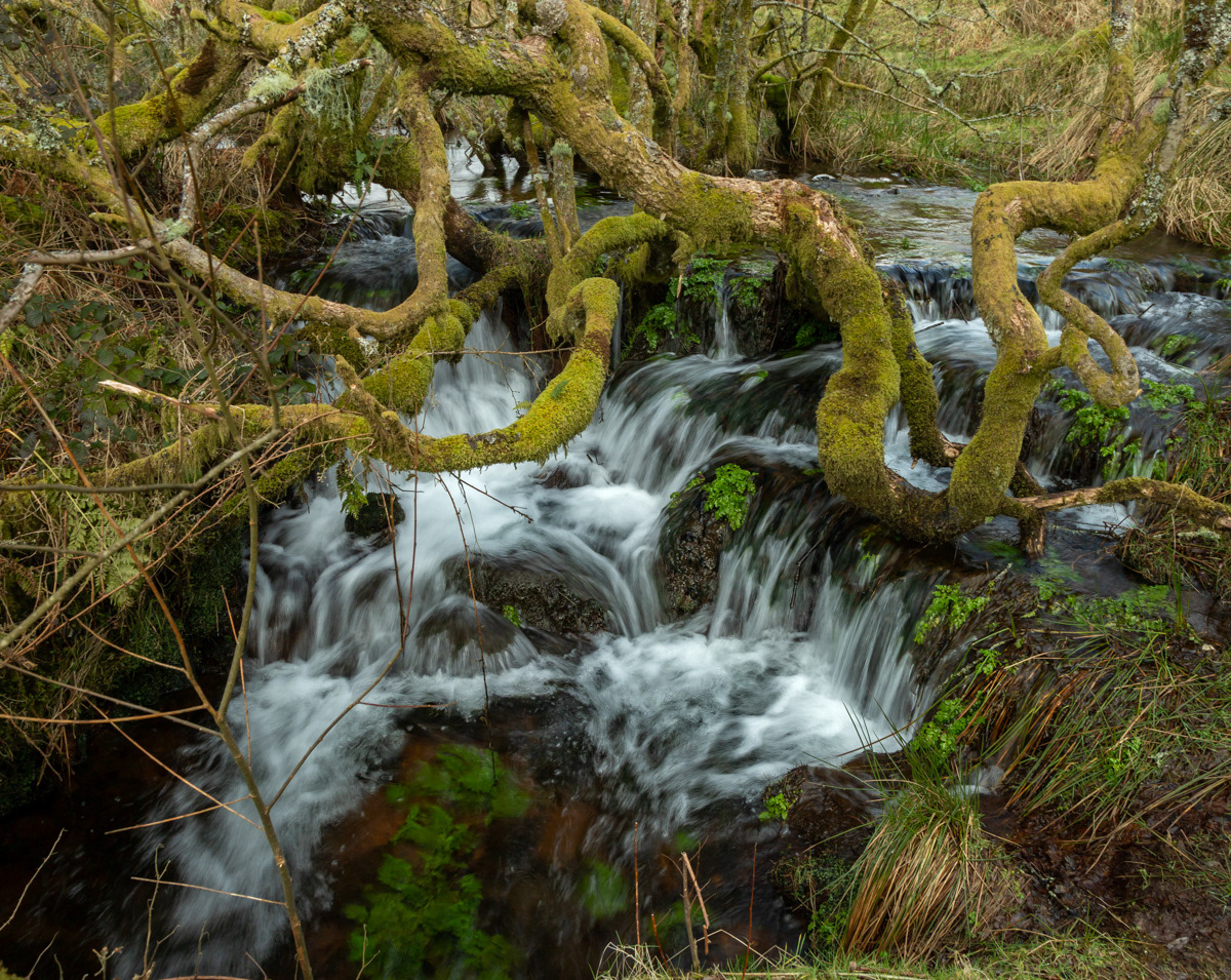 Gnarled tree and waterfall