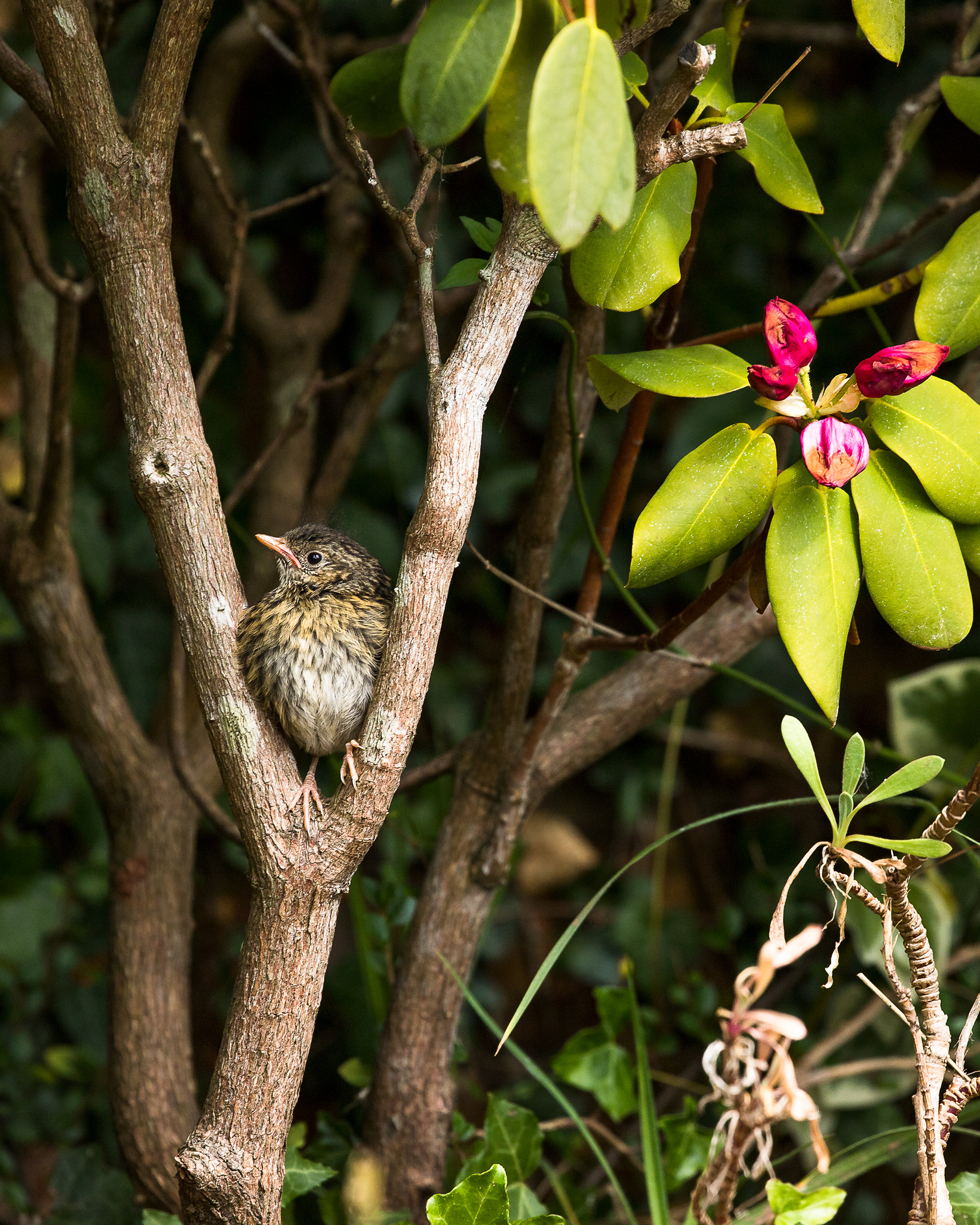 Fledgling Blackbird