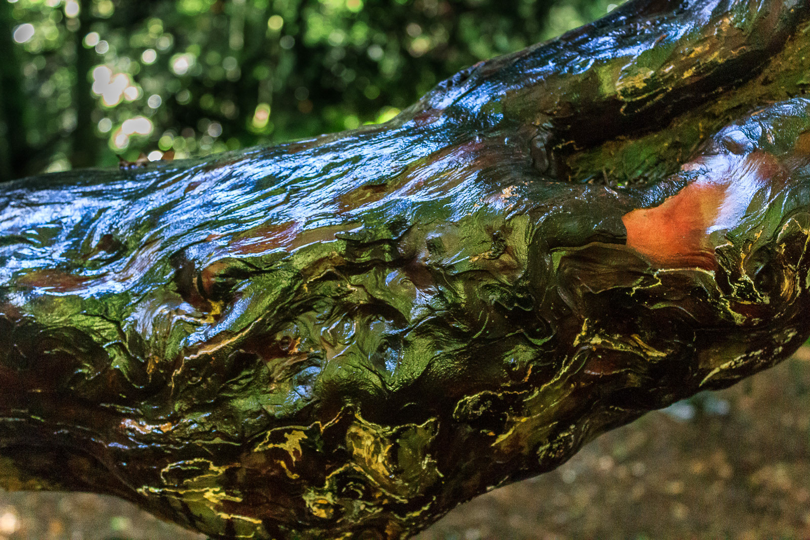 17 Sept 2015: Yew Tree, Kingley Vale, West Sussex