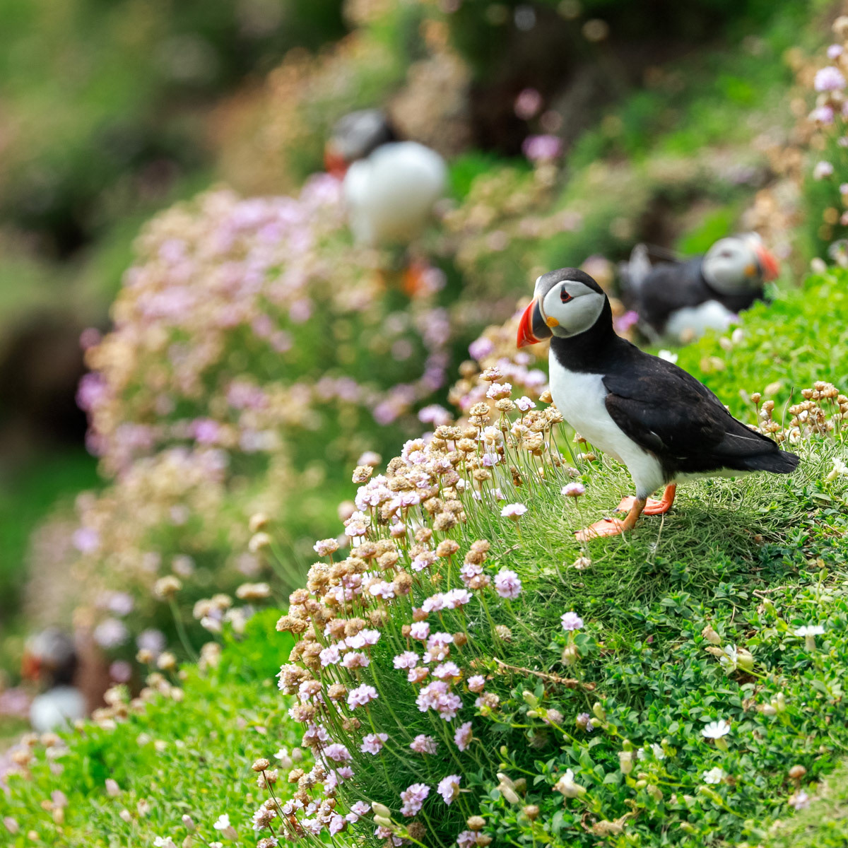 13th June 22: Saltee Islands - Puffin