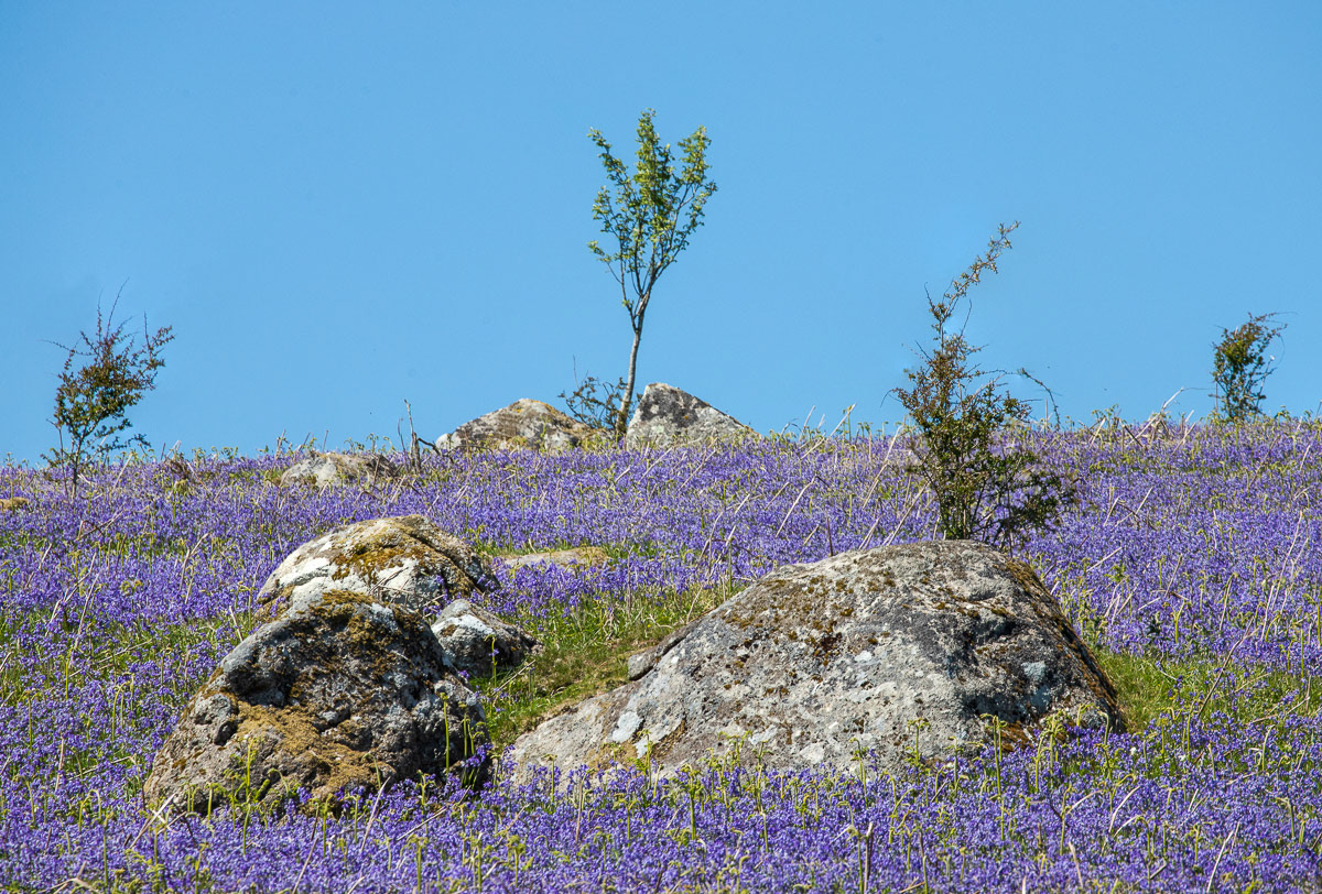 1st June 21: Bluebells on Holwell Lawn, Dartmoor 