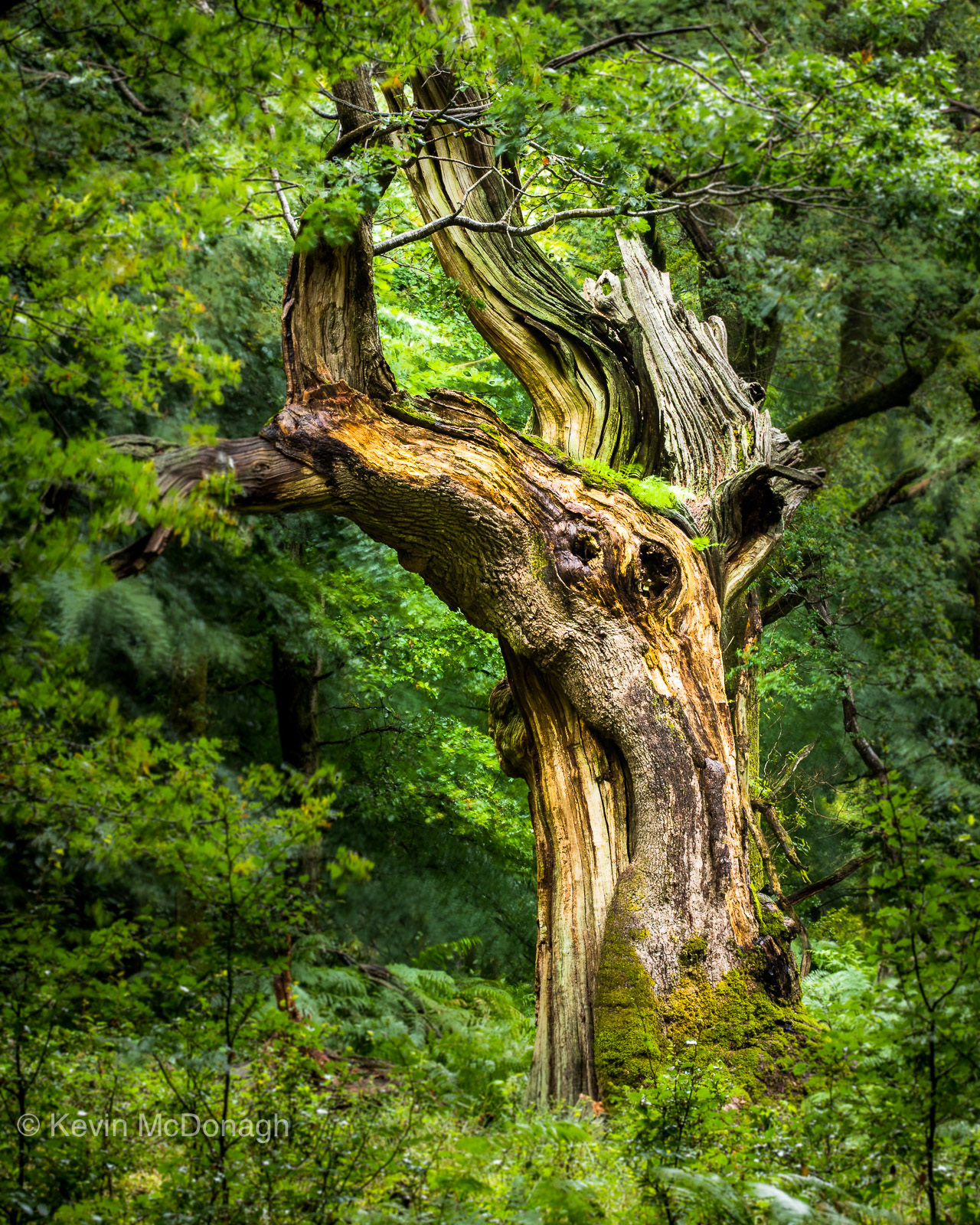 25 August 2020: Ancient Oak, Savernake Forest, Wiltshire