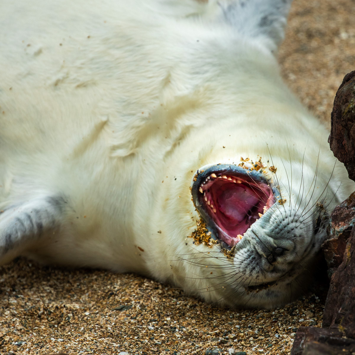 Image 5: A good yawn