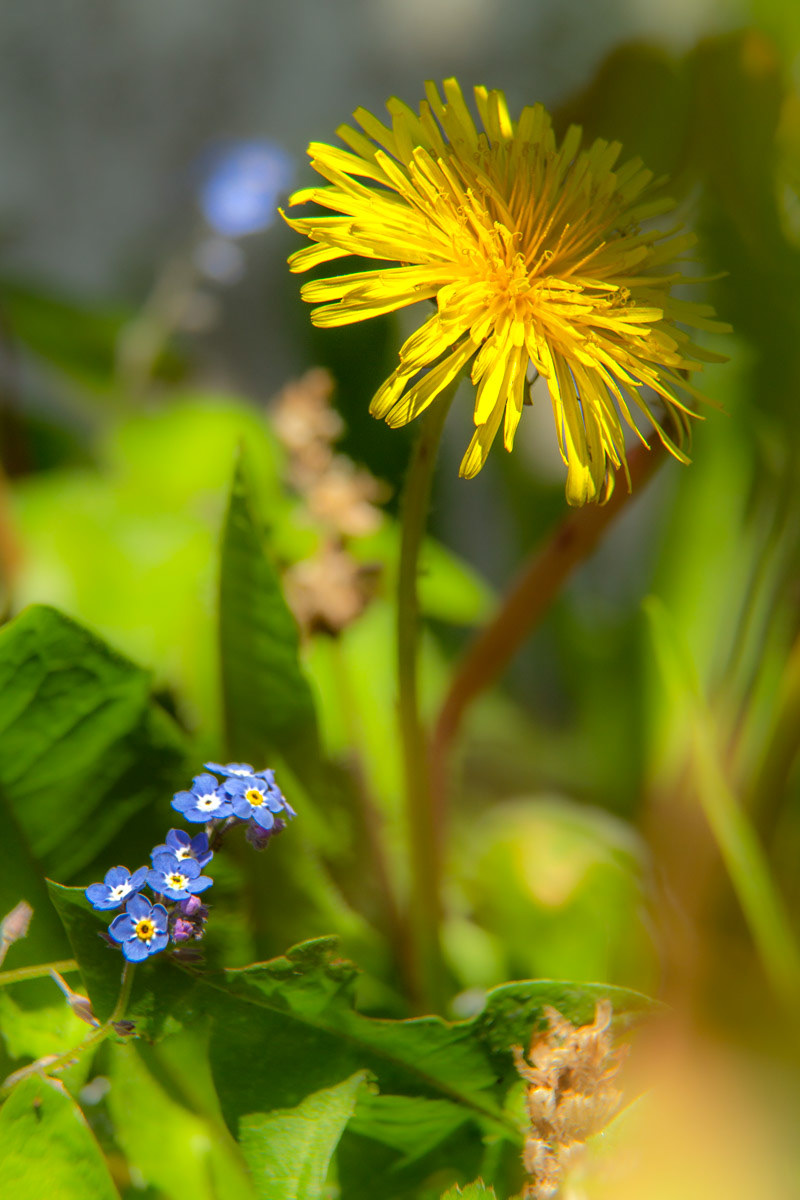 24 April 22: Forget me not and Dandelion