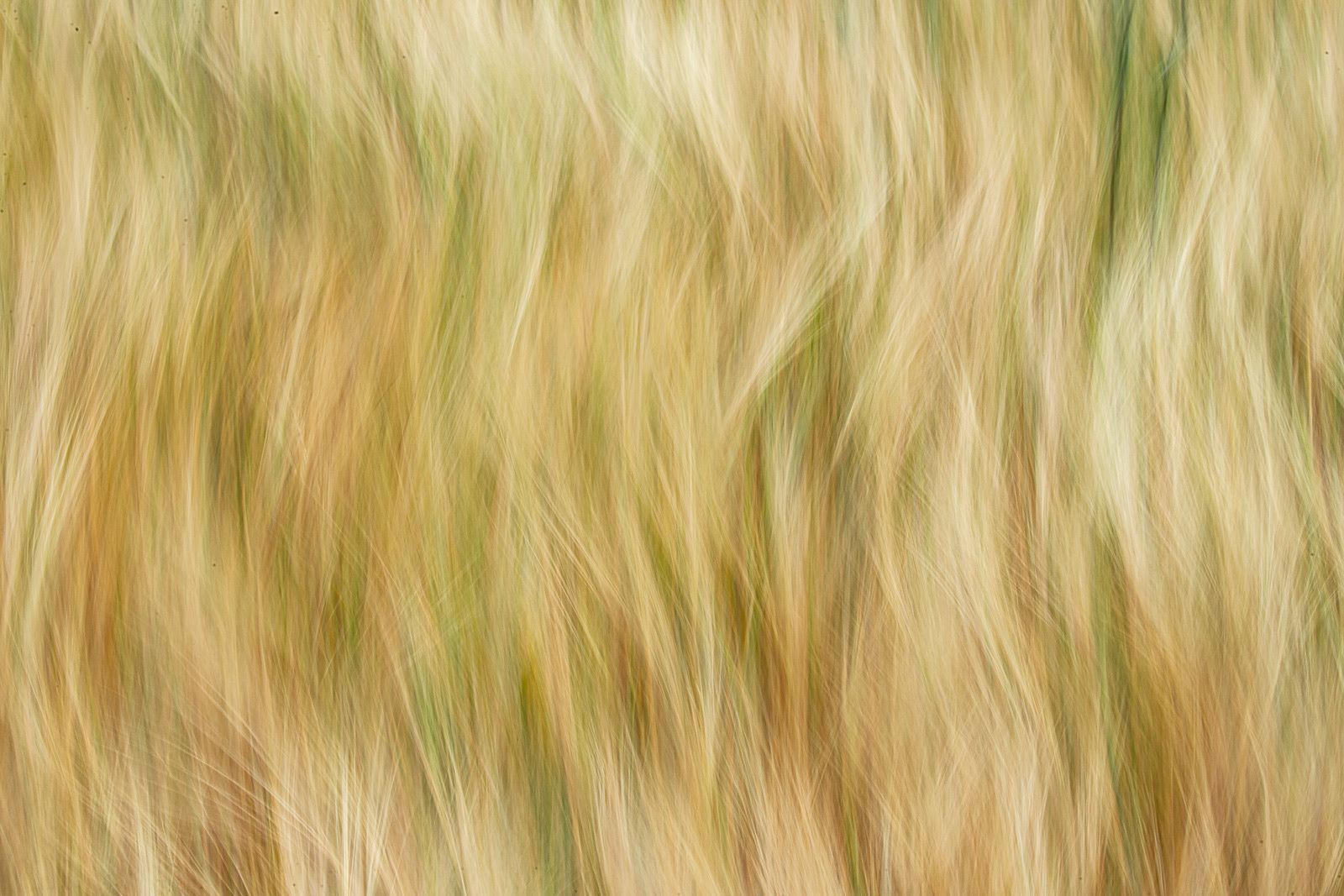 14 July 25 Blowing in the Wind