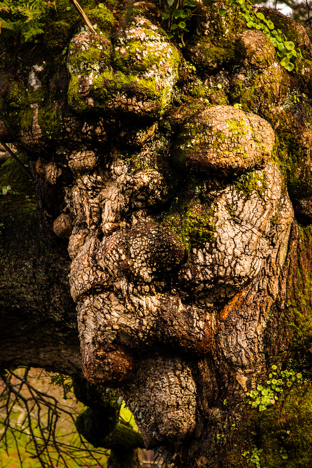 10 Mar 24 - Sweet Chestnut, Cocking Village, Torquay