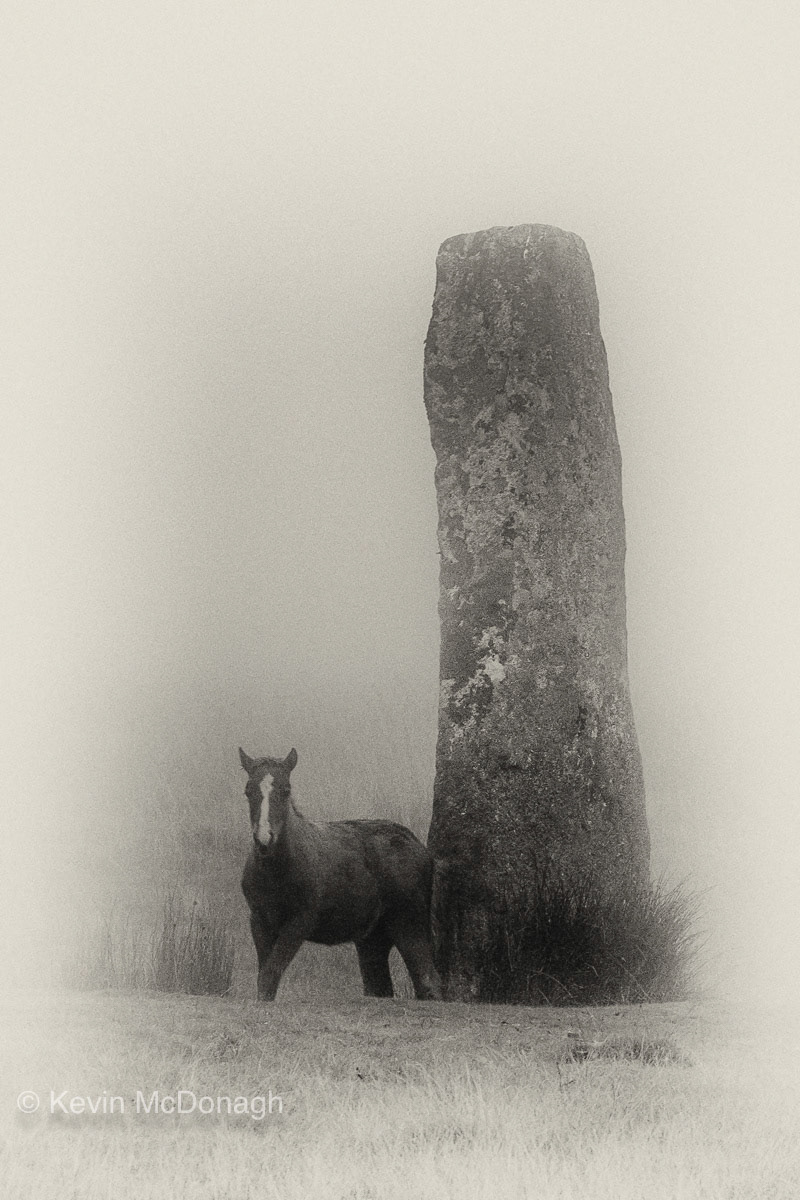 Aug 2019: Dartmoor Pony and Drizzlecombe Long Stone, Dartmoor