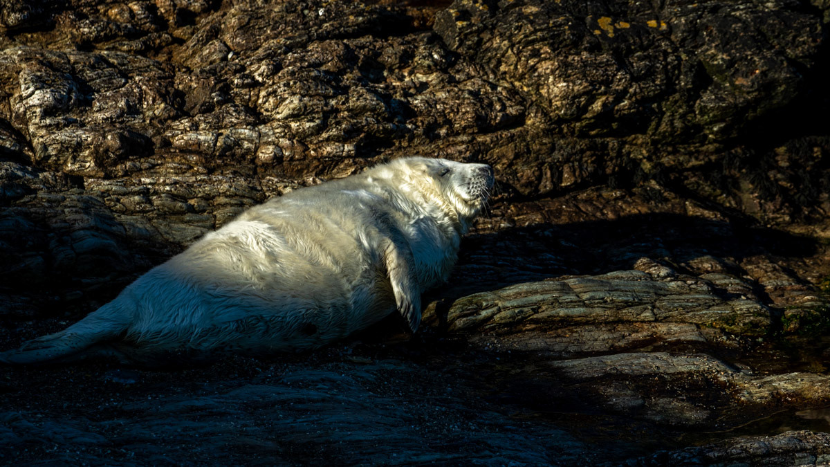 15th Oct: A sequence - Image 1 - Seal pup cried for its mother when it spotted a male heading towards it.