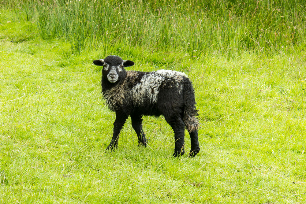 July 2016: Herdwick Lamb