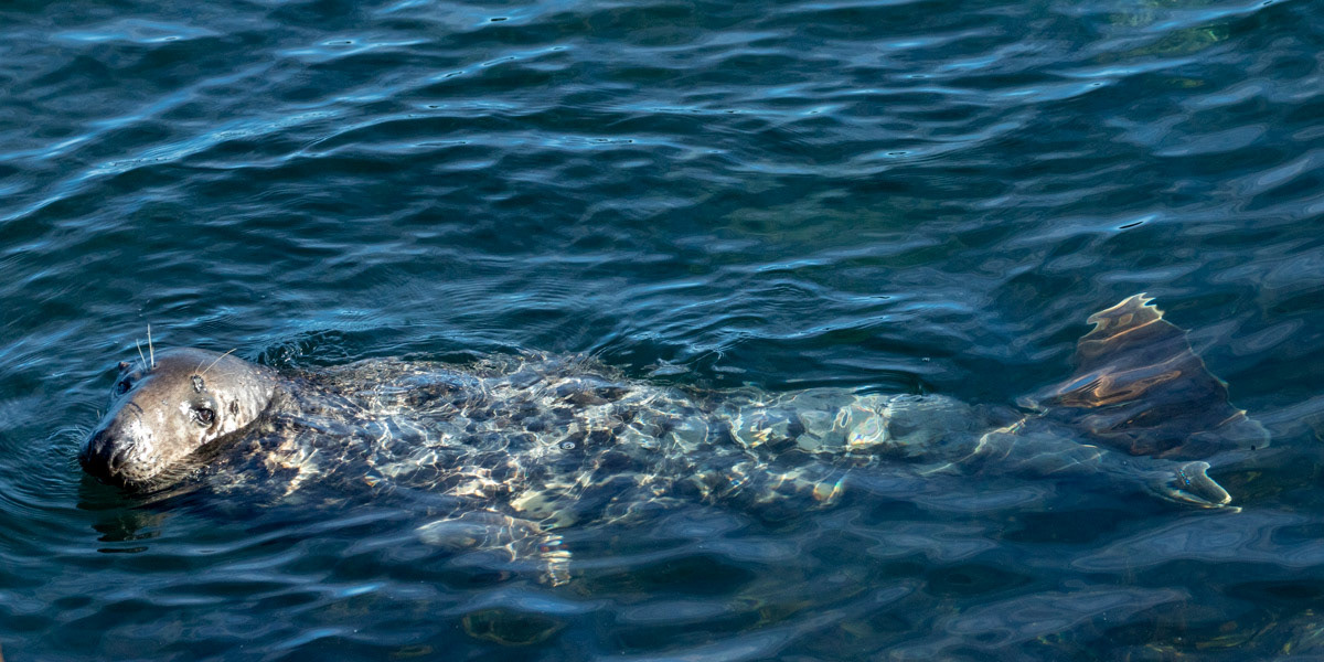 15th Oct: Seal enjoying the sea at Ogof Diban