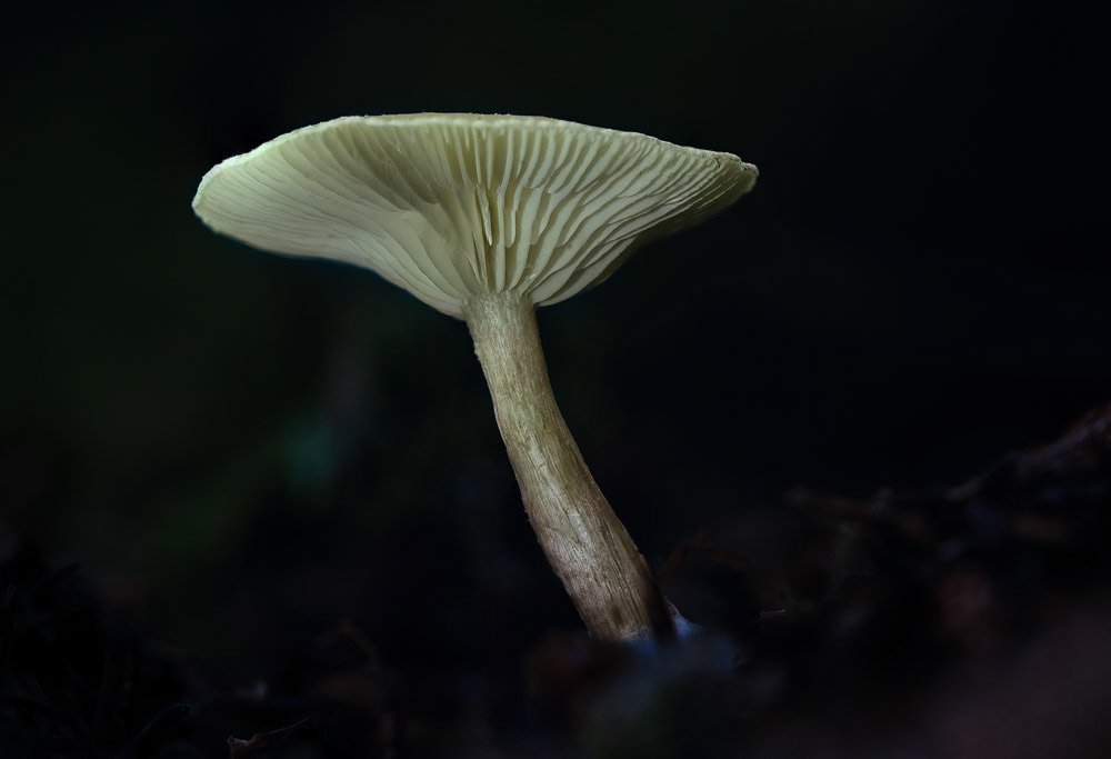 4 Nov 24: Burrator Woods, Devon