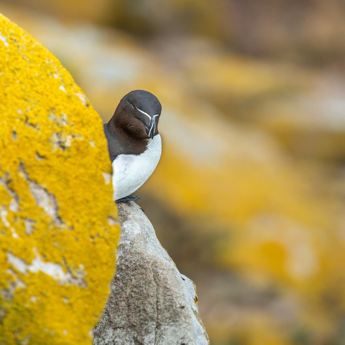 13th June 22: Saltee Islands - Razorbill
