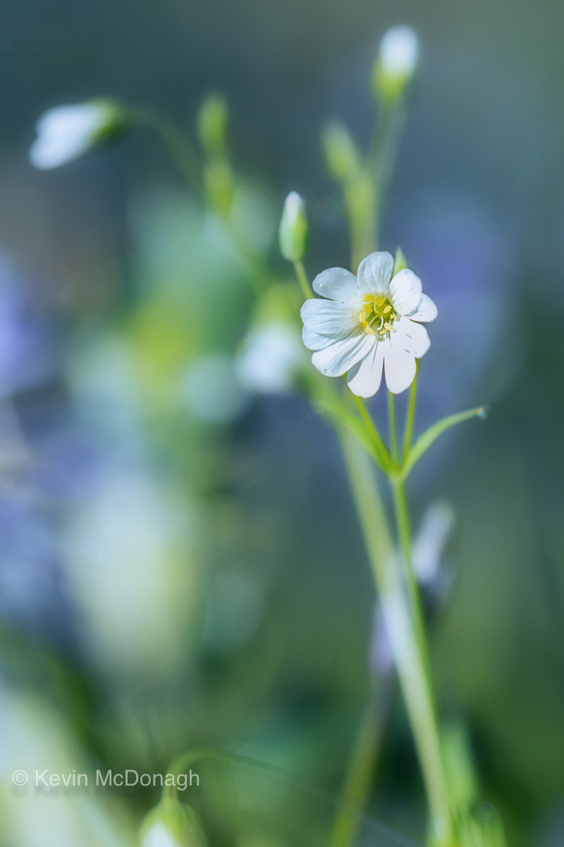 12 May 21: Stitchwort in Lidwell Woods, Teignmouth