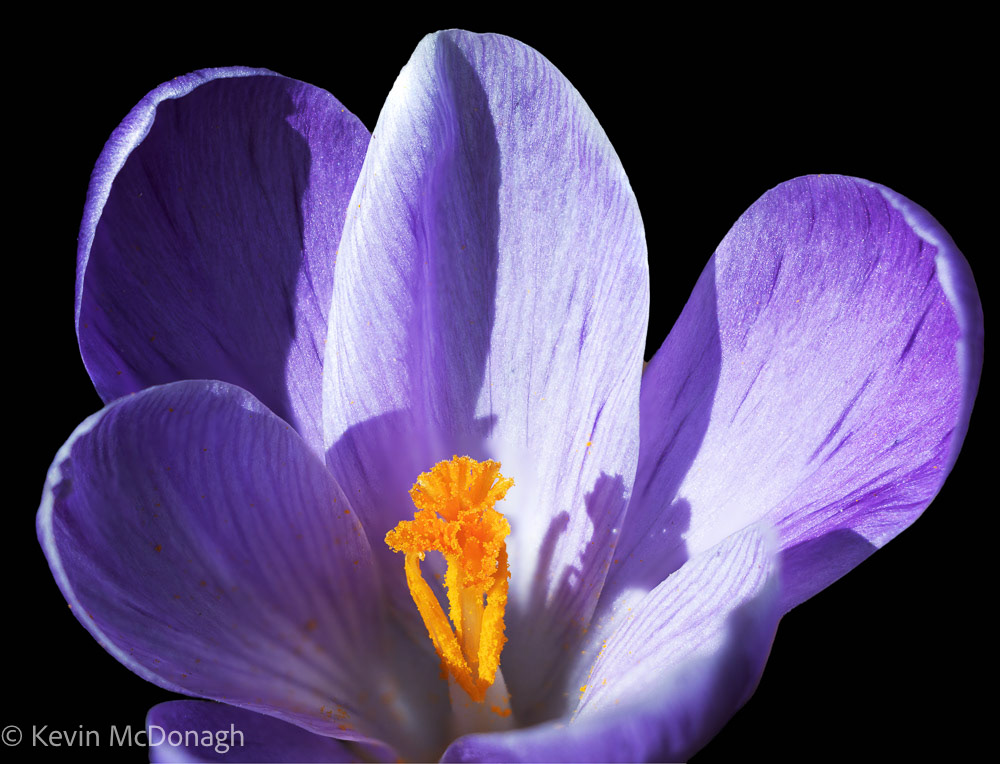 Crocus