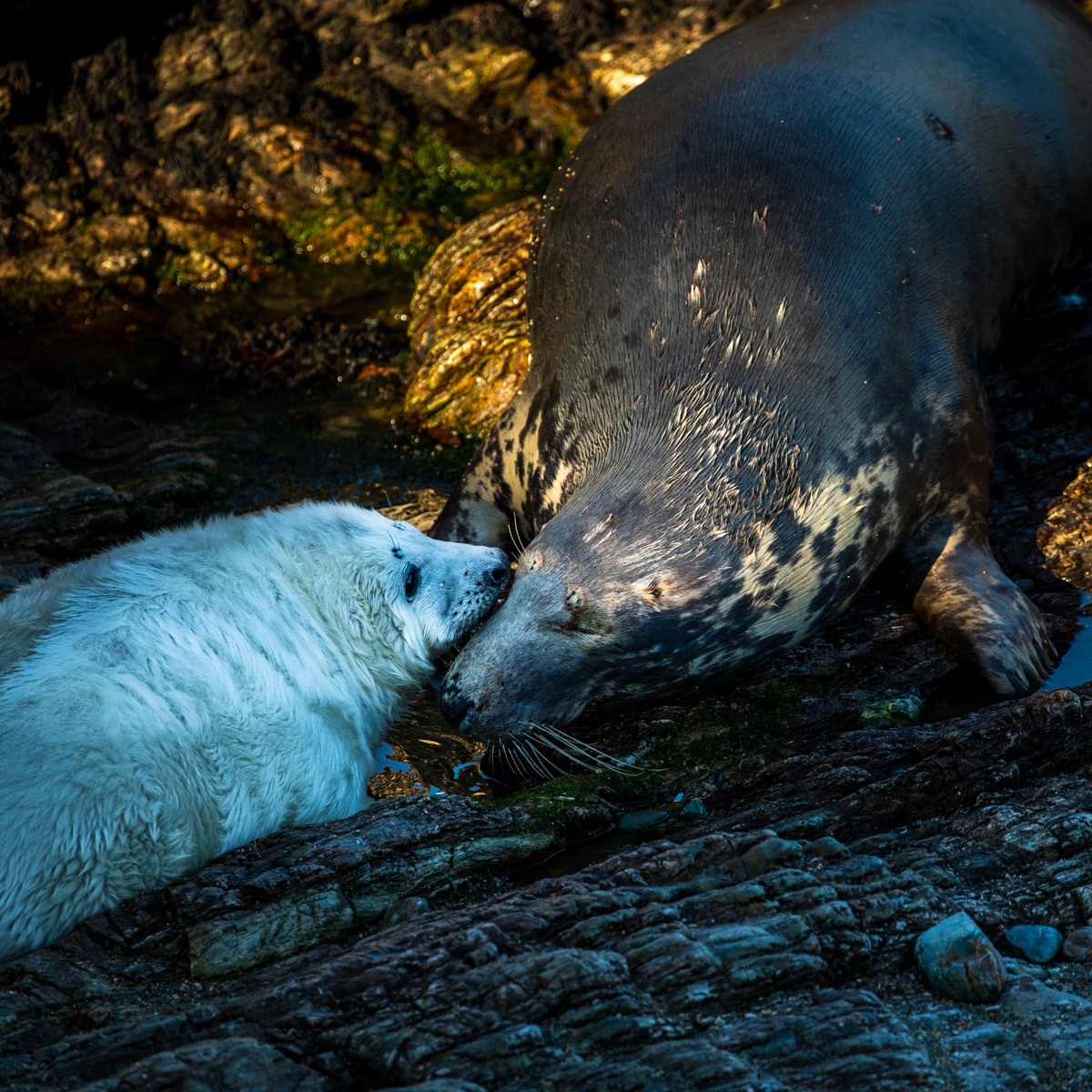 15th Oct: Image 7  - Mum and pup re-establish their bond.