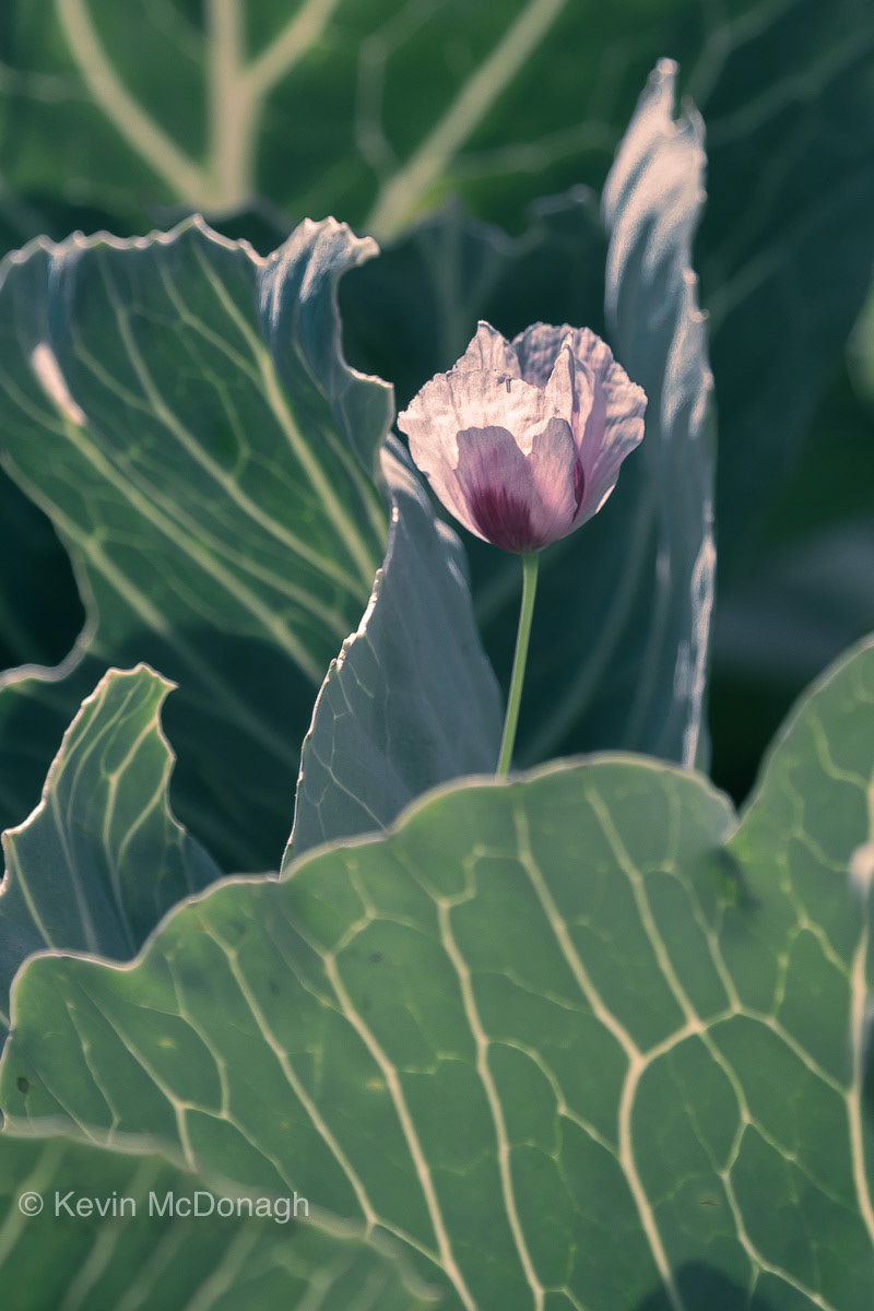 20 July 21: Poppy amongst the cabbages - back garden