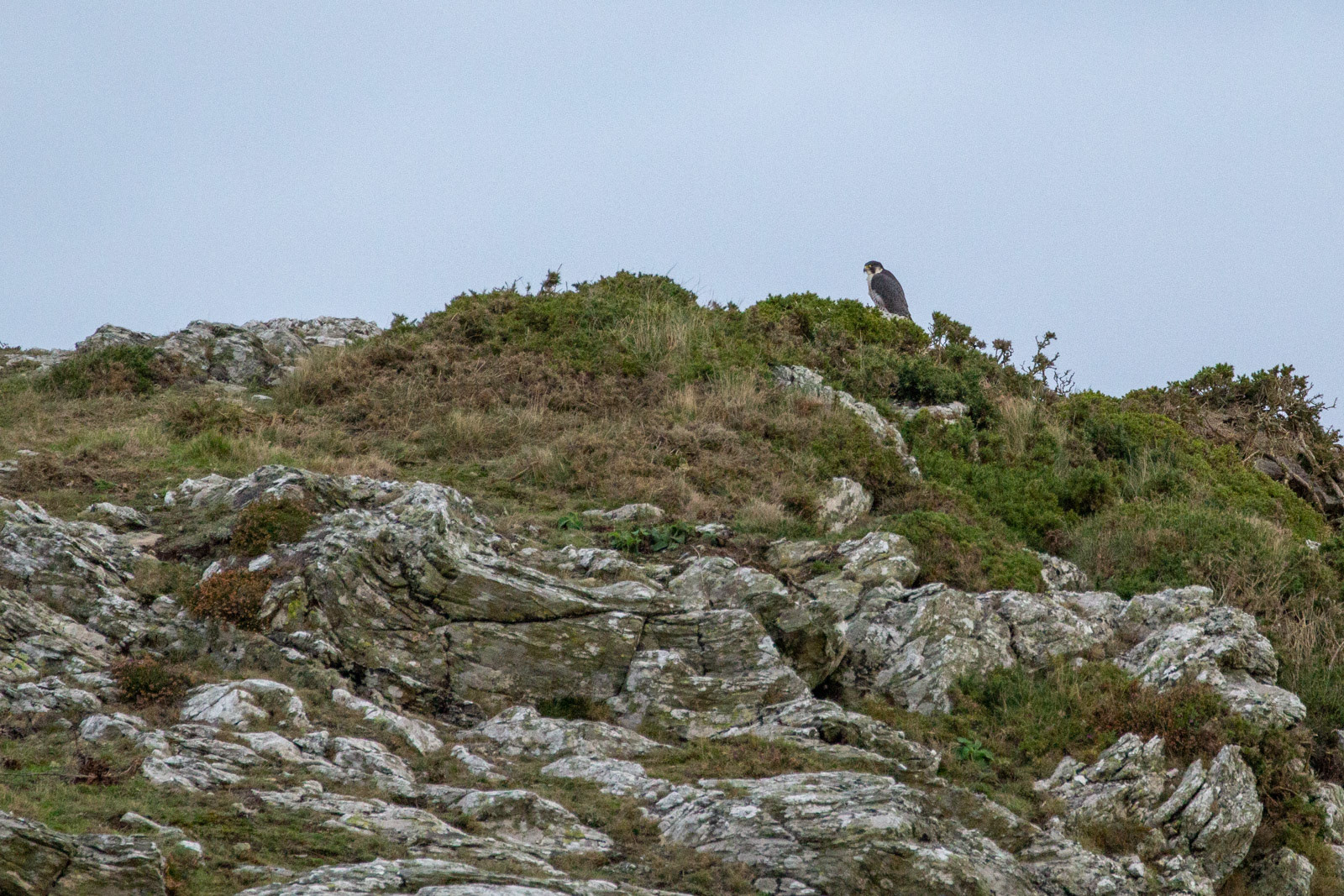 11th Oct: Peregrine Falcon on the Mountain