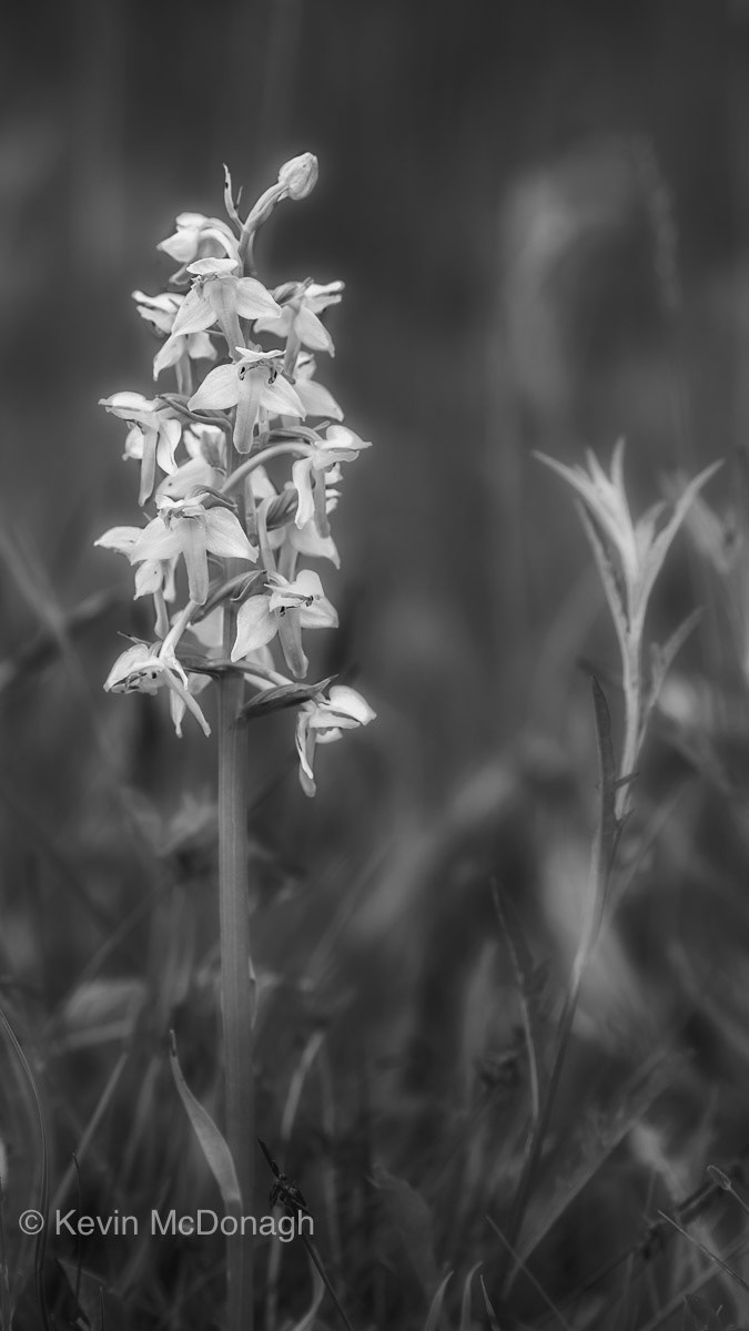 18 June 21: Greater Butterfly Orchid