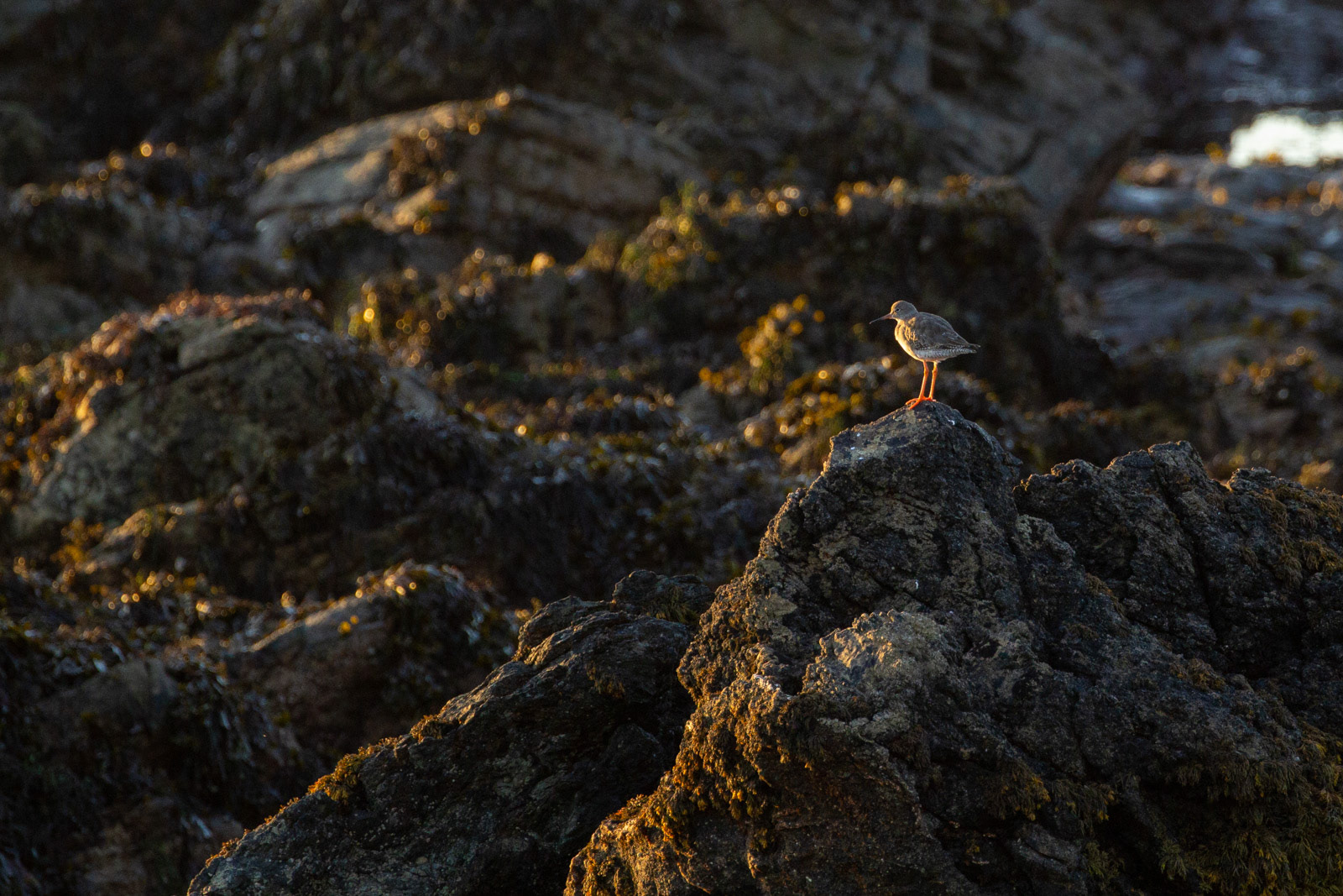 11th Oct: Redshank