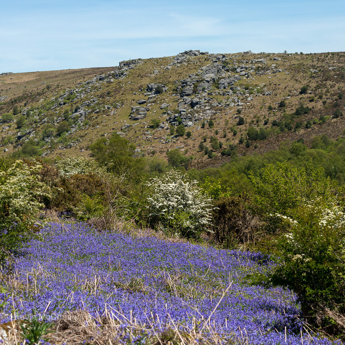 1st June 21: Bluebells  below Smallacombe Rocks, Dartmoor 