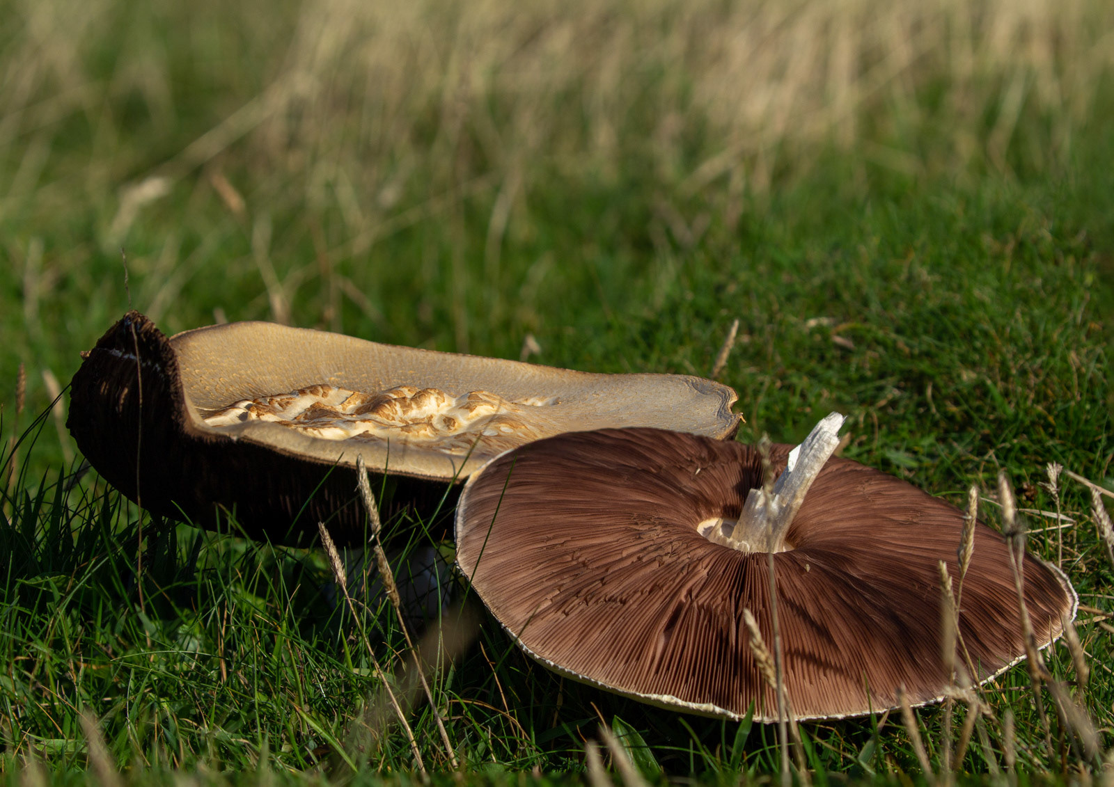 10th Oct: Parasol Fungi