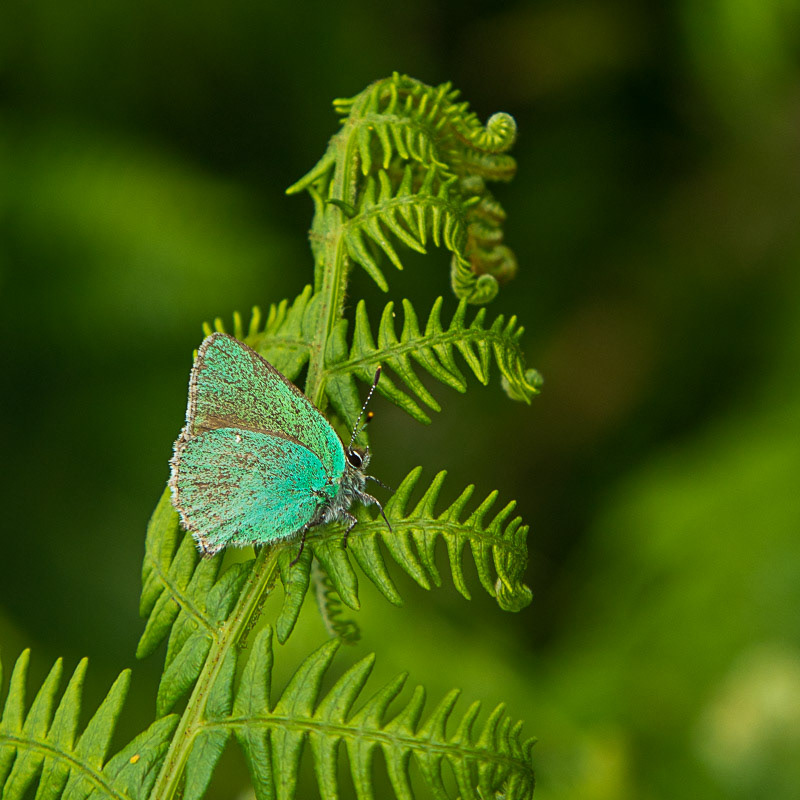 3 July 21 Green Hairstreak above Venford Reservoir