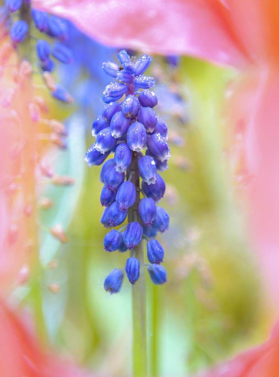 15 April 22: Grape Hyacinths