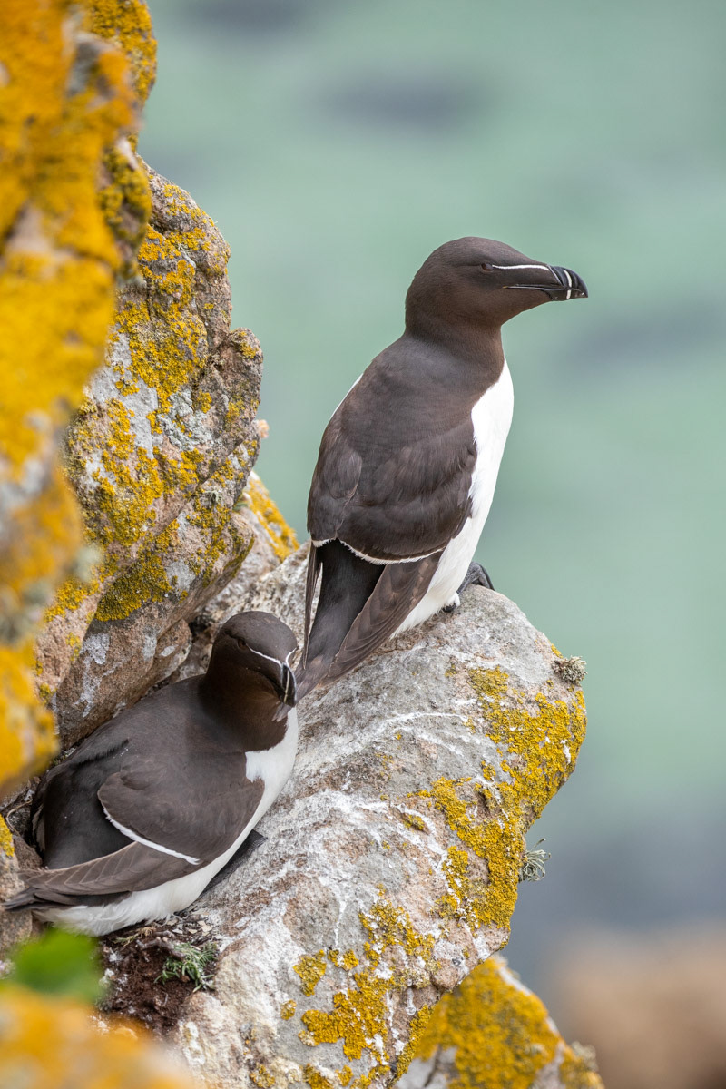 13th June 22: Saltee Islands - Razorbill