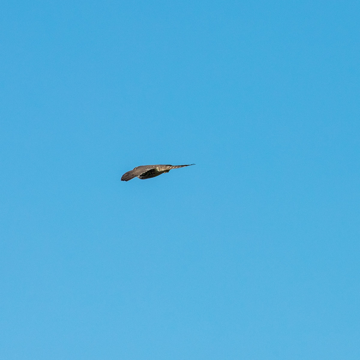 15th October: Merlin