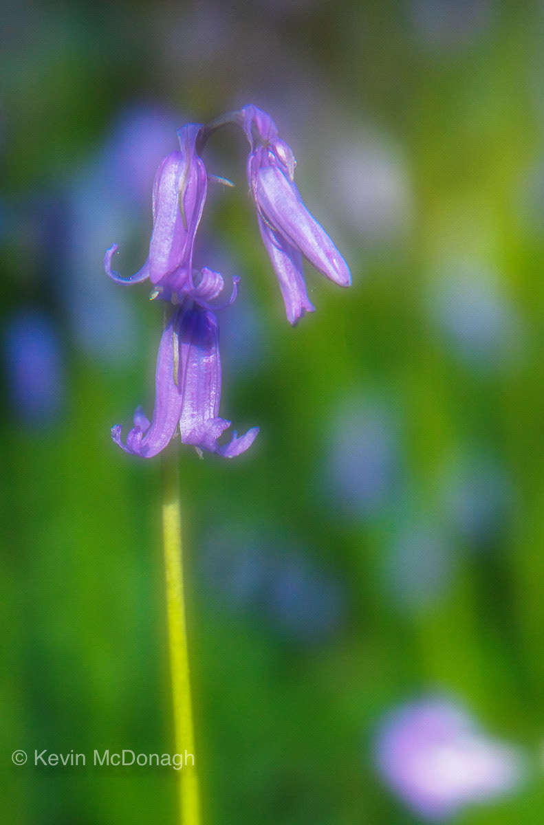 12 May 21: Bluebells in Lidwell Woods, Teignmouth